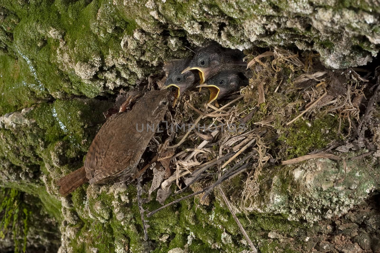 House Wren, Troglodytes troglodytes, at the entrance of their ne by jalonsohu@gmail.com