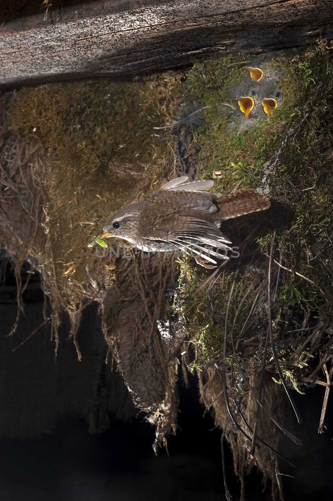 House Wren, Troglodytes troglodytes, in flight, near its nest by jalonsohu@gmail.com