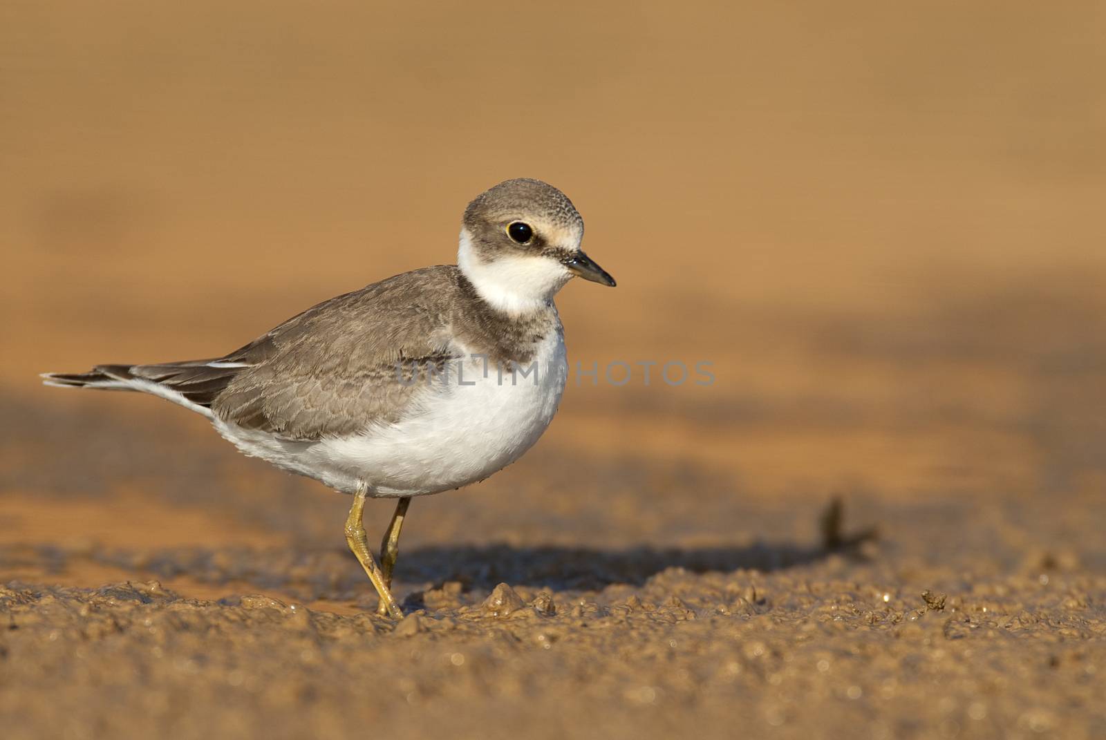 Little Ringed Plover (Charadrius dubius), Looking for food in wa by jalonsohu@gmail.com