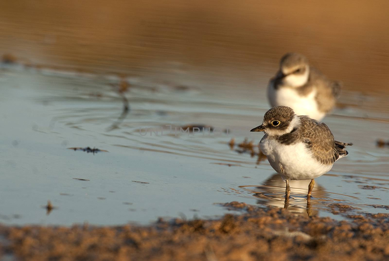 Little Ringed Plover (Charadrius dubius), Looking for food in water and mud