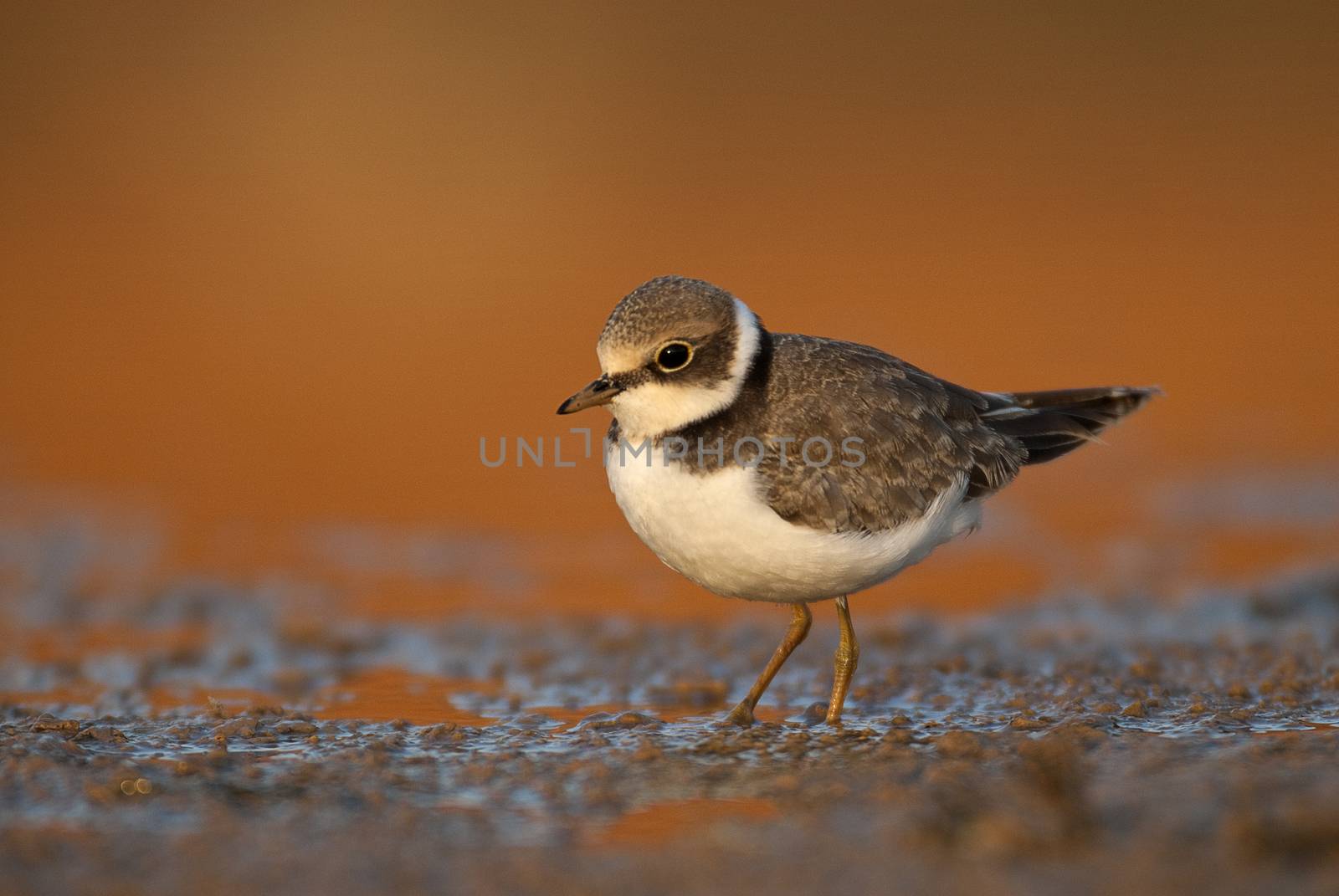 Little Ringed Plover (Charadrius dubius), Looking for food in wa by jalonsohu@gmail.com