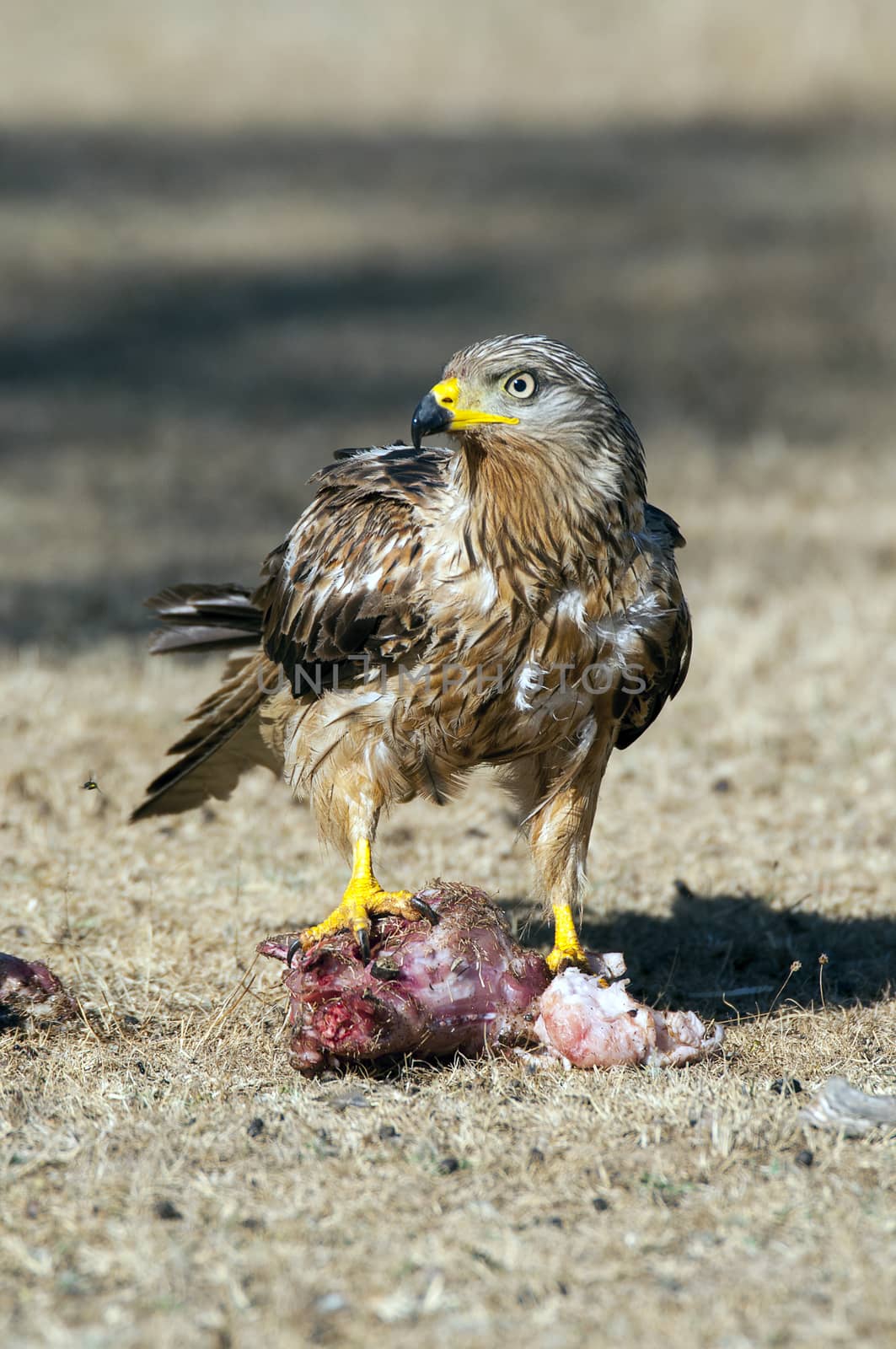 Red kite, Milvus milvus, eating carrion on the ground by jalonsohu@gmail.com