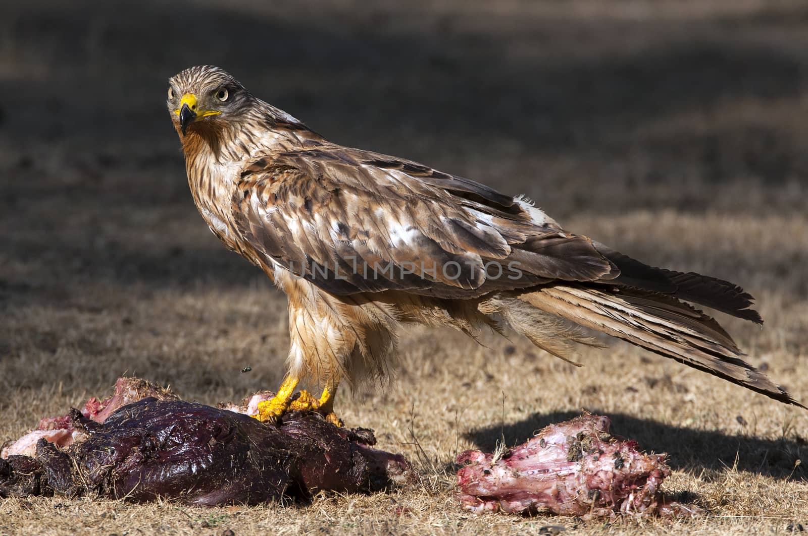 Red kite, Milvus milvus, eating carrion on the ground