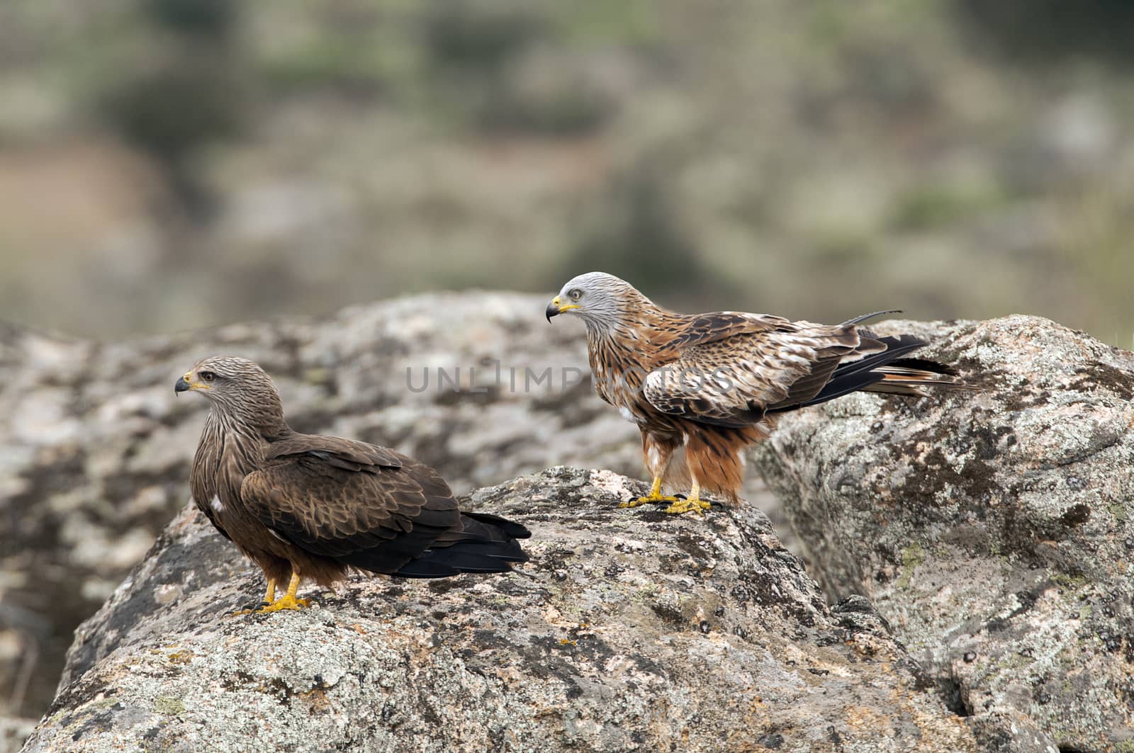 Red kite, Milvus milvus, Black Kite, Milvus migrans, standing on by jalonsohu@gmail.com