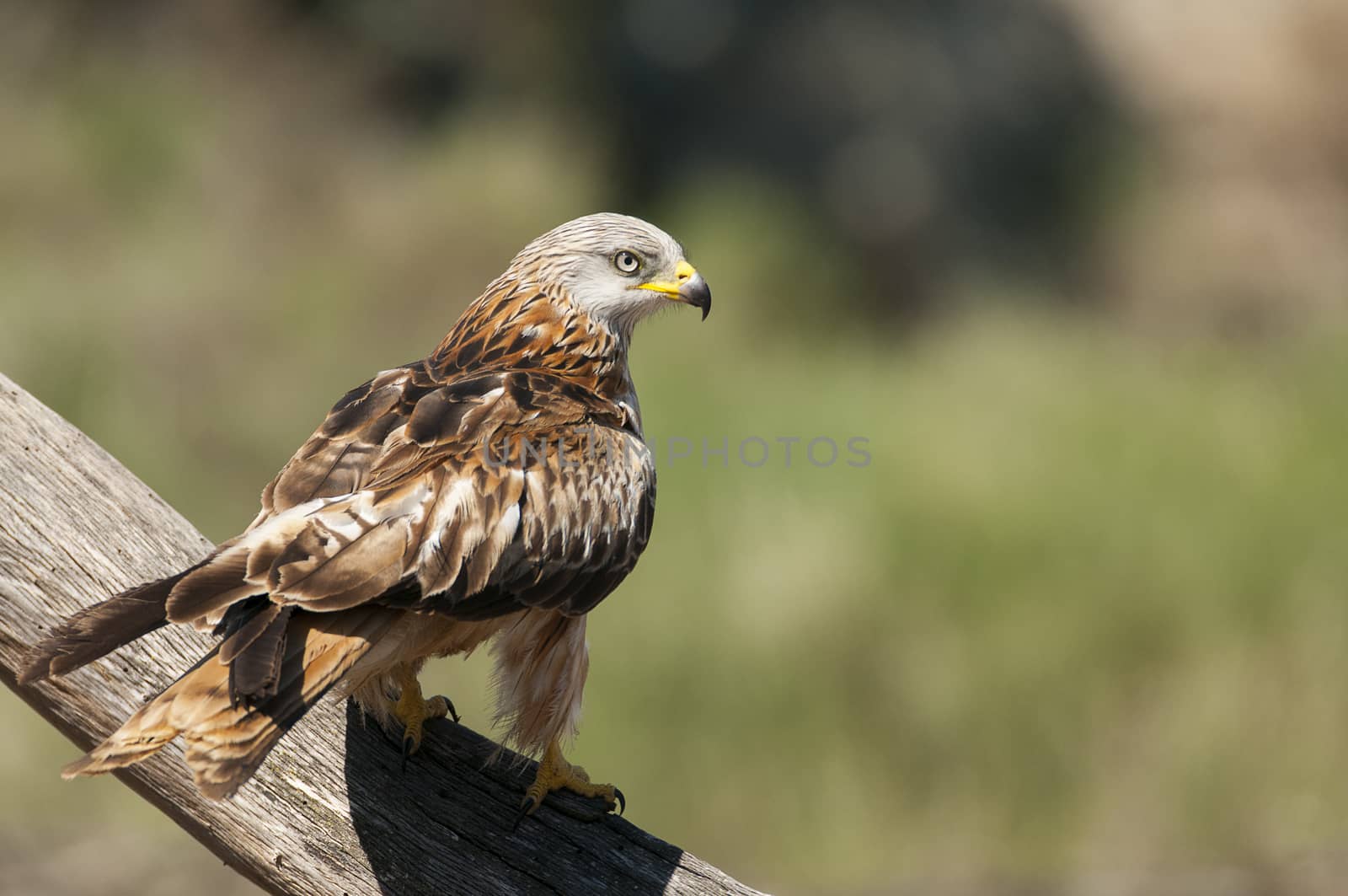 Red kite, Milvus milvus, perched on a branch by jalonsohu@gmail.com