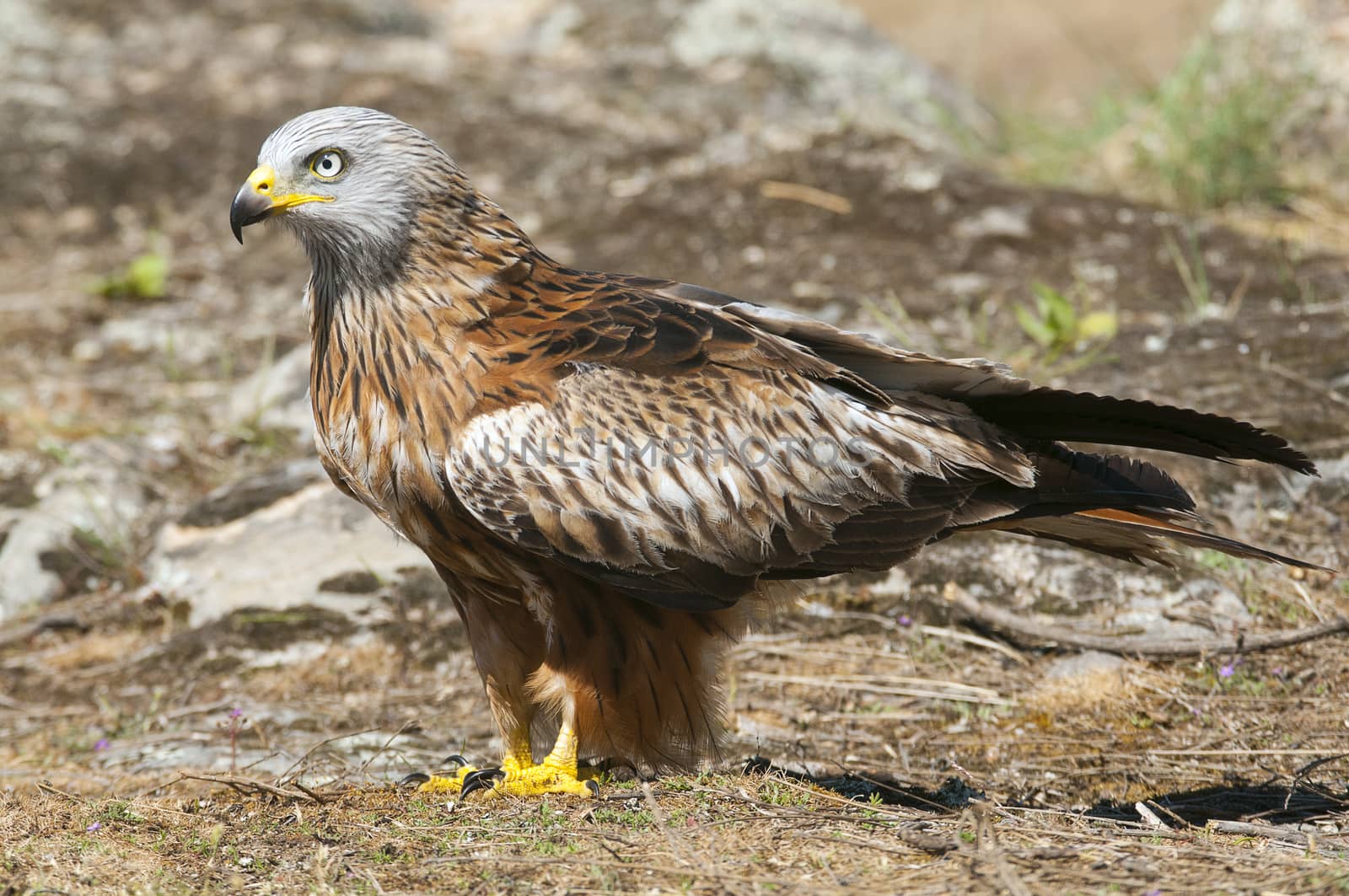 Red kite, Milvus milvus, standing on a rock