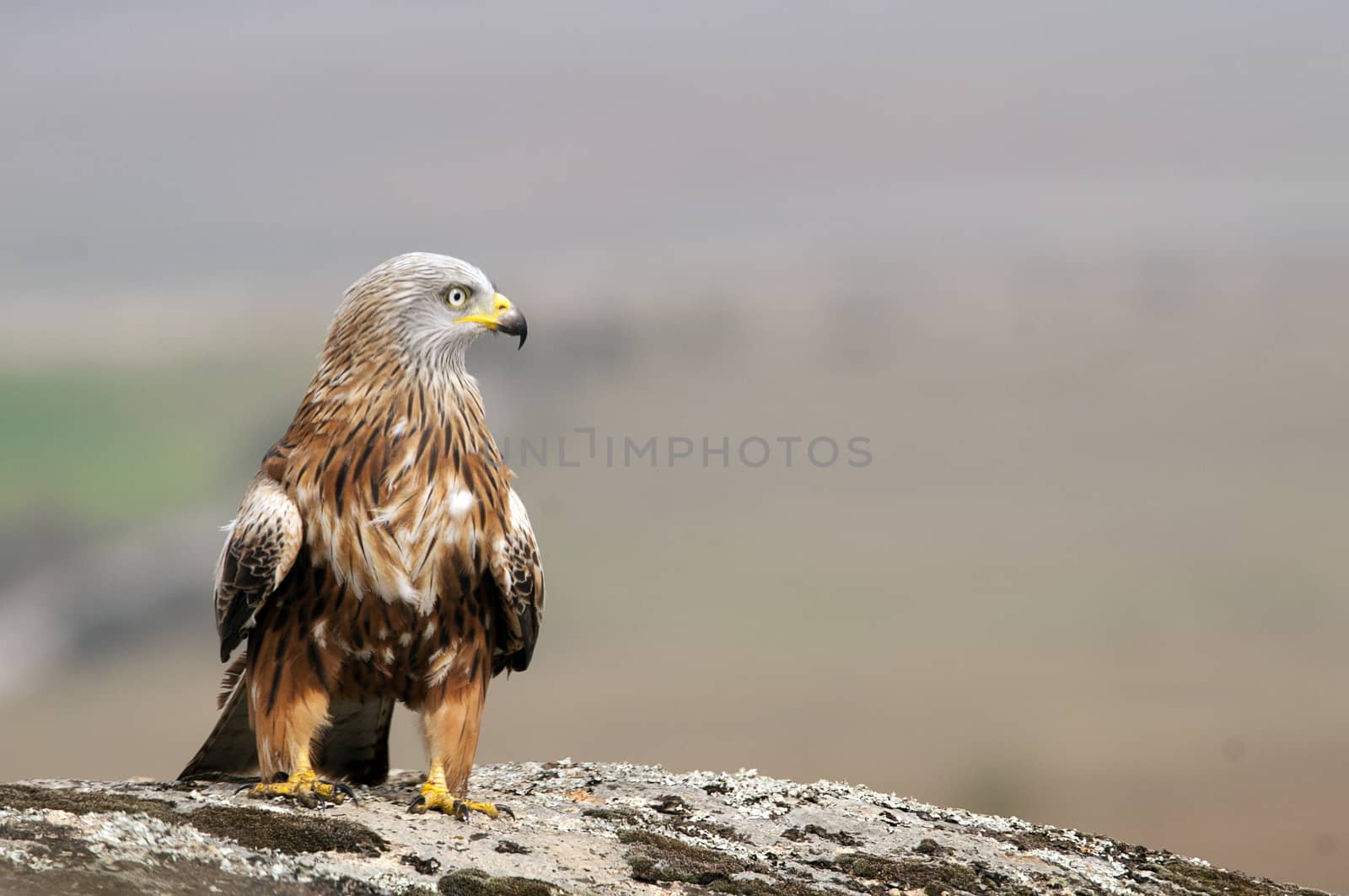 Red kite, Milvus milvus, standing on a rock by jalonsohu@gmail.com