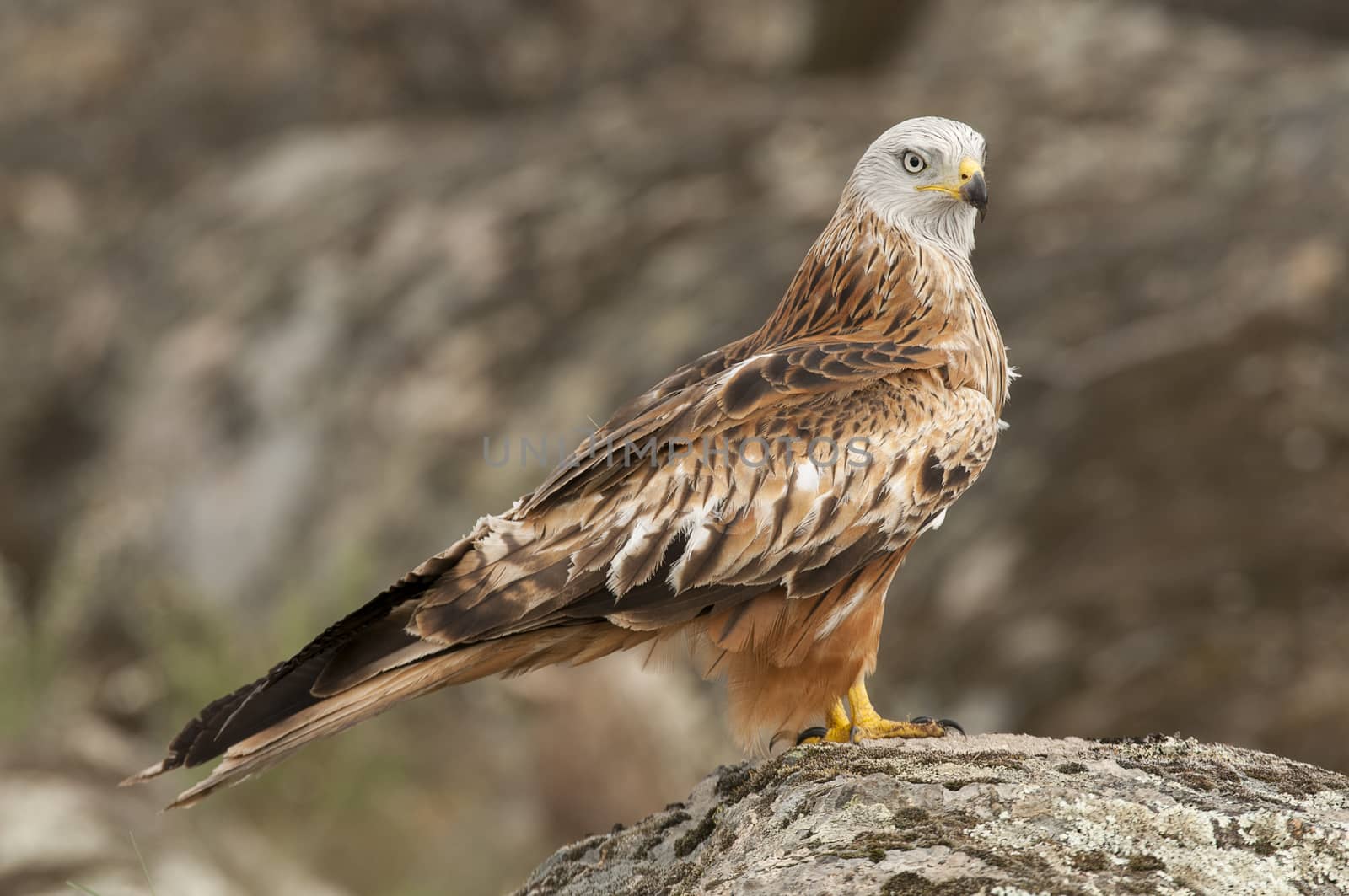 Red kite, Milvus milvus, standing on a rock by jalonsohu@gmail.com