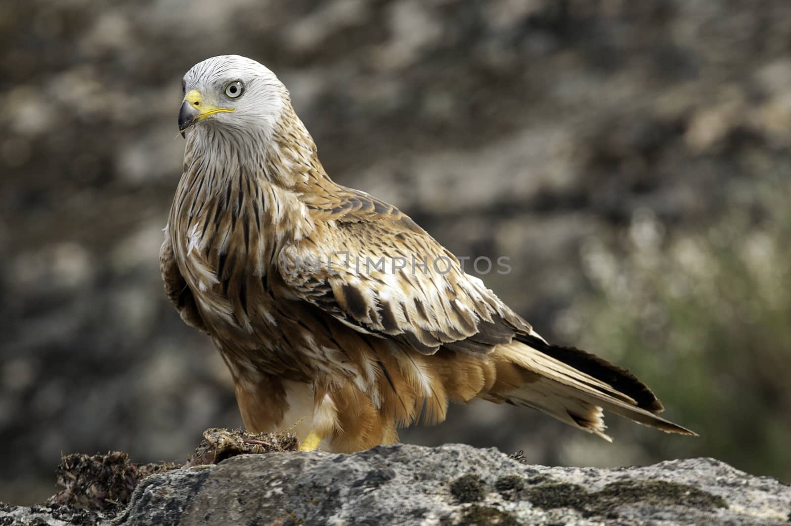 Red kite, Milvus milvus, standing on a rock