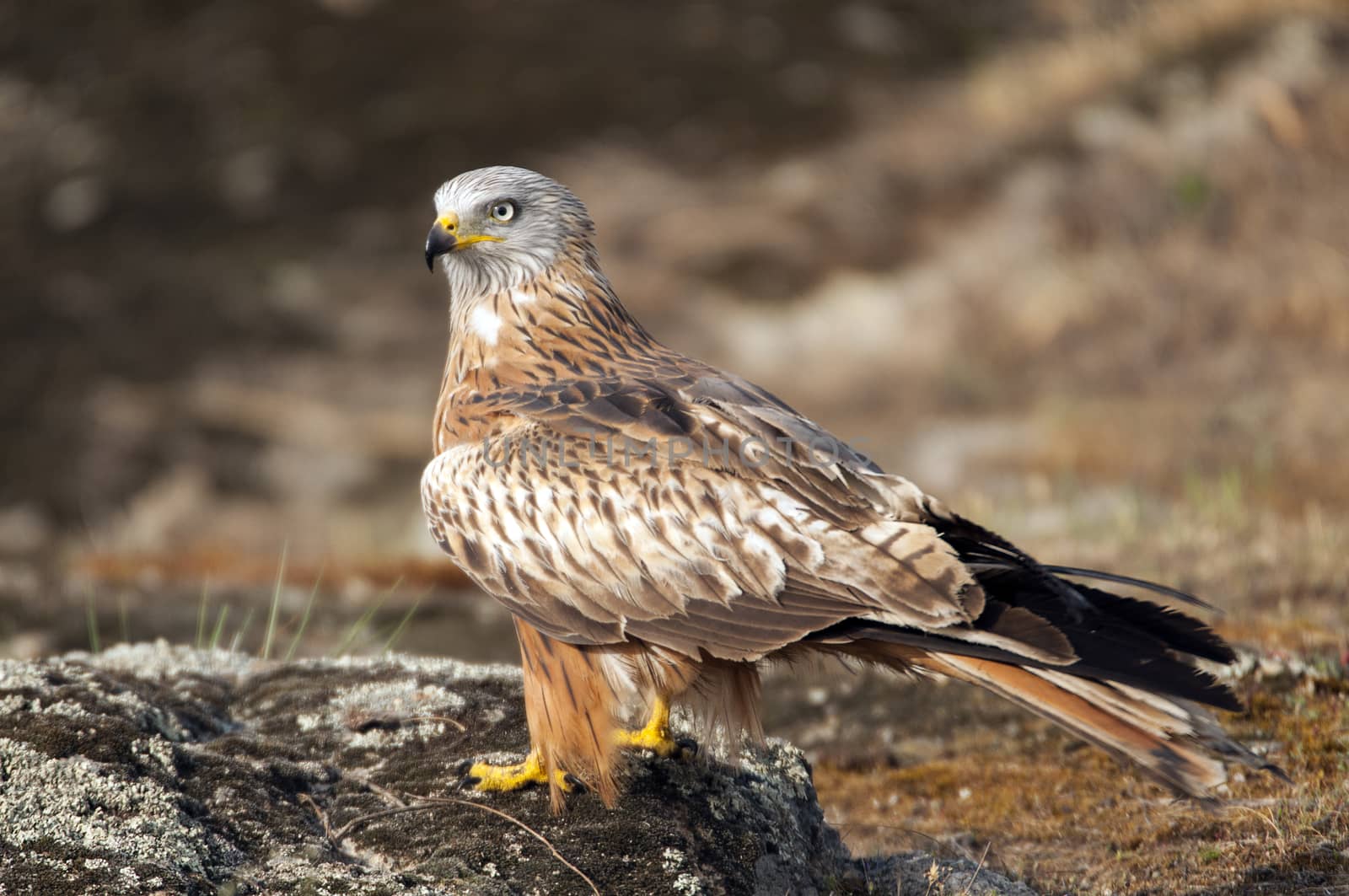 Red kite, Milvus milvus, standing on a rock by jalonsohu@gmail.com