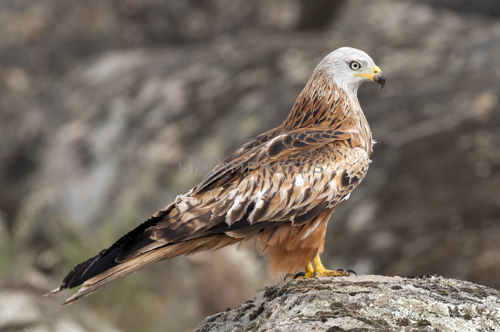 Red kite, Milvus milvus, standing on a rock