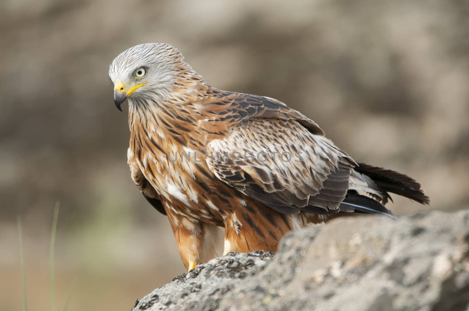 Red kite, Milvus milvus, standing on a rock