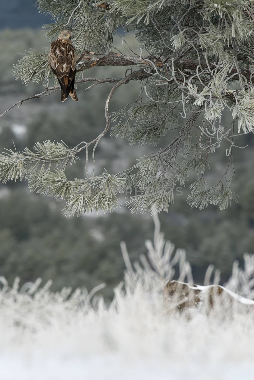 Red kite, Milvus milvus, standing on the branch of a pine by jalonsohu@gmail.com