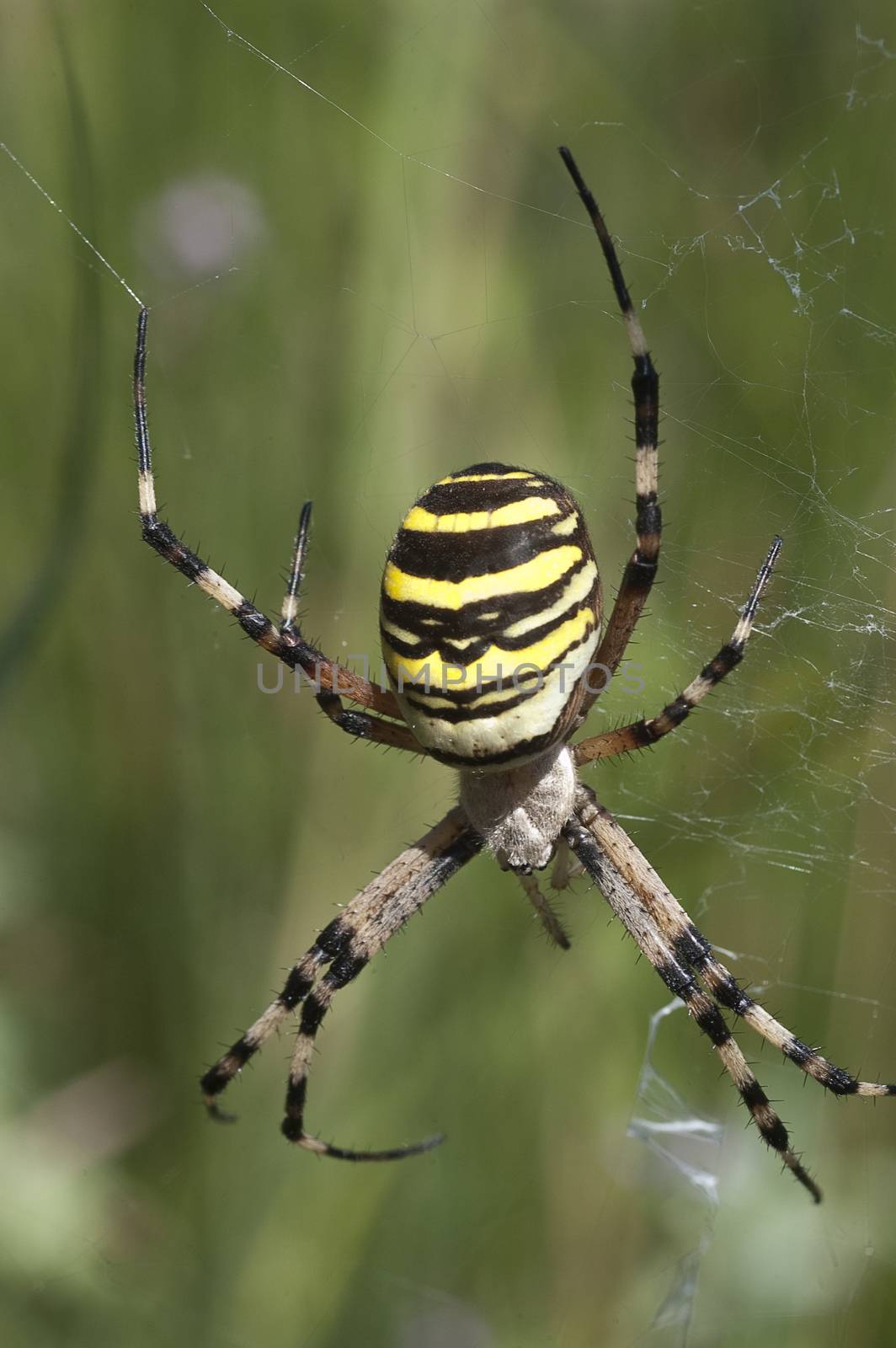 Tiger spider (Scytodes globula), hanging on its spider web