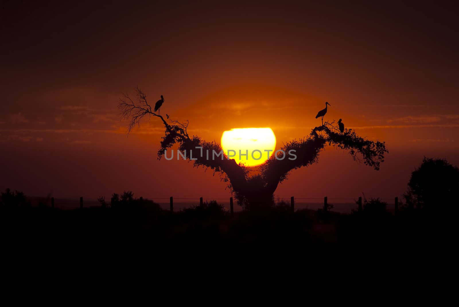 White storks (Ciconia ciconia), perched on an oak at sunset, sil by jalonsohu@gmail.com