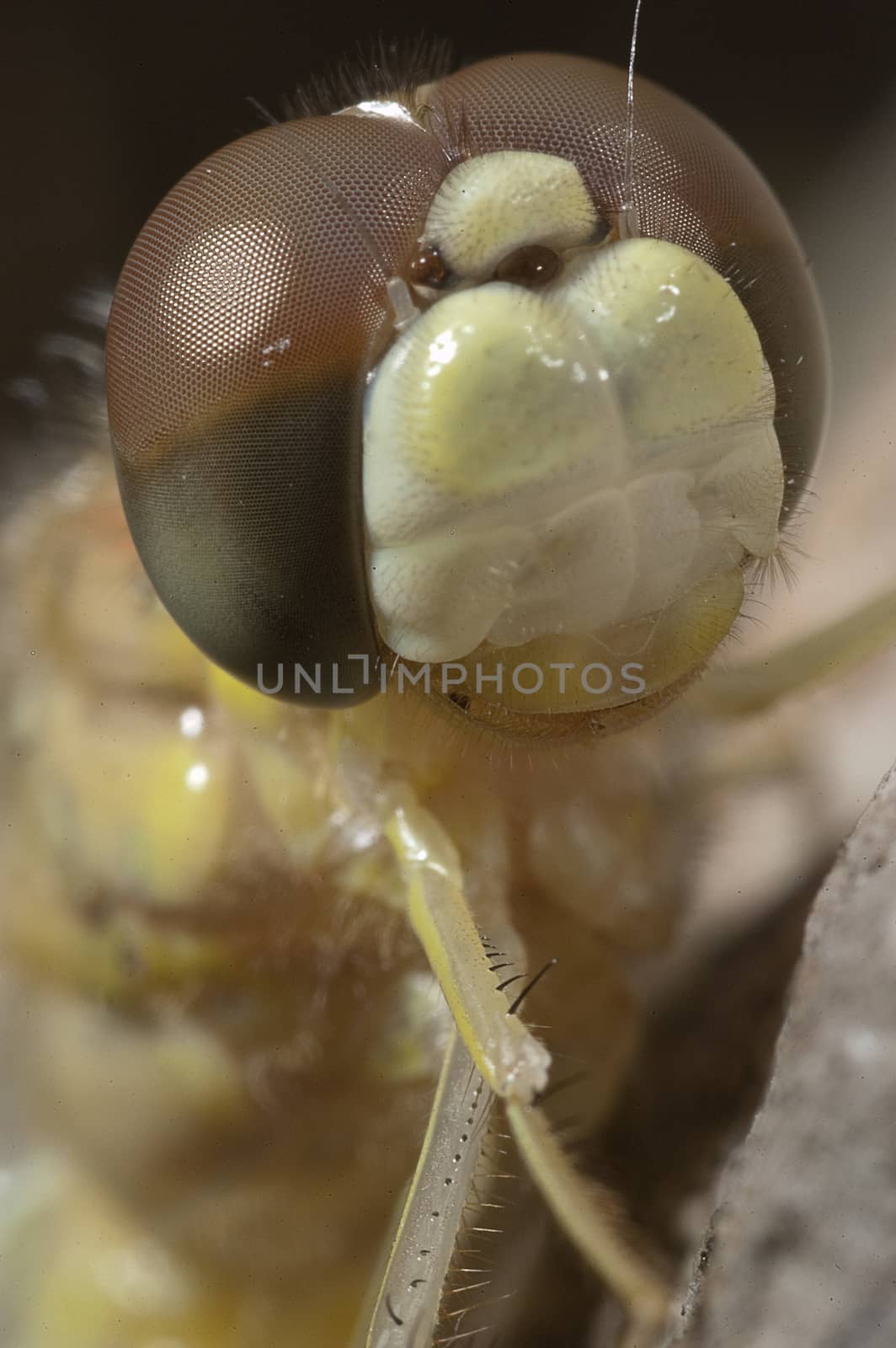 close-up of dragonfly, eyes and mouth by jalonsohu@gmail.com