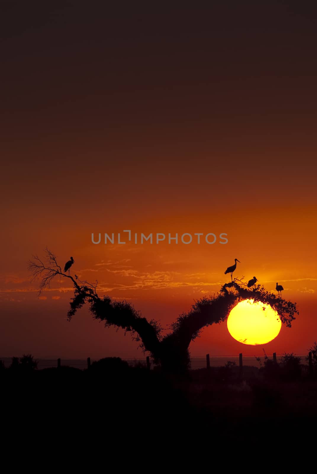 White storks (Ciconia ciconia), perched on an oak at sunset, silhouettes