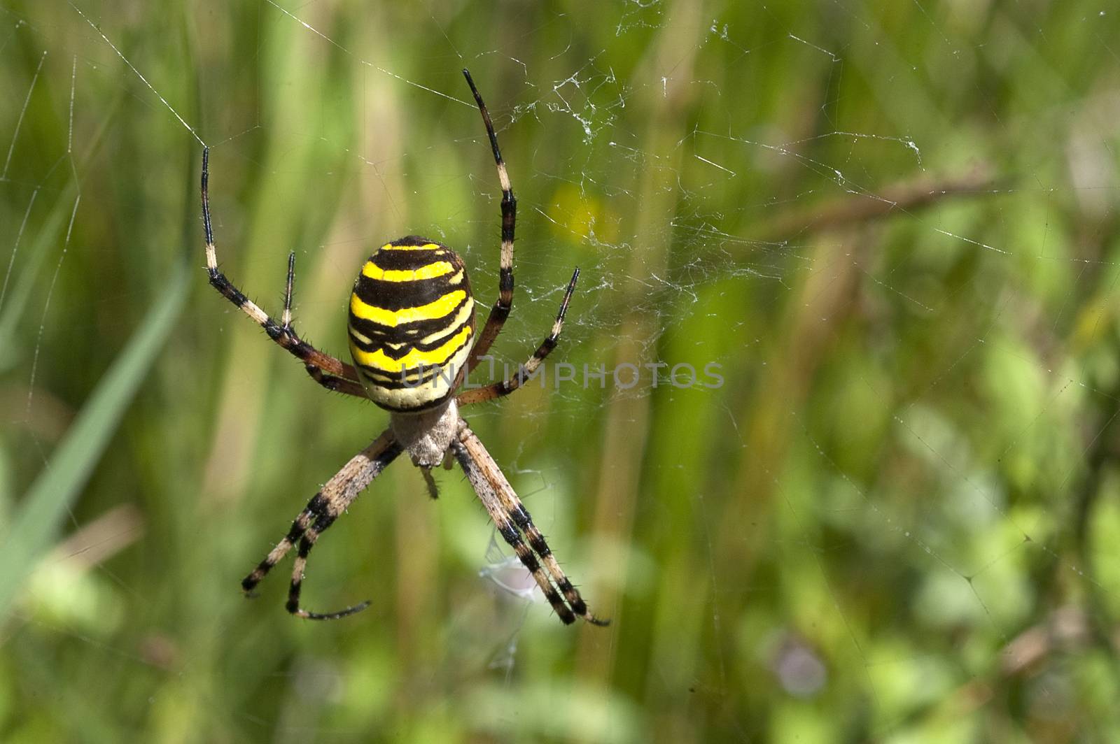 Tiger spider (Scytodes globula), hanging on its spider web by jalonsohu@gmail.com