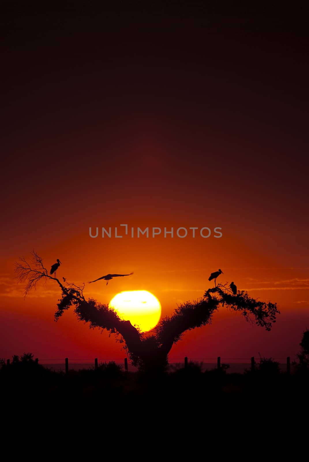 White storks (Ciconia ciconia), perched on an oak at sunset, sil by jalonsohu@gmail.com