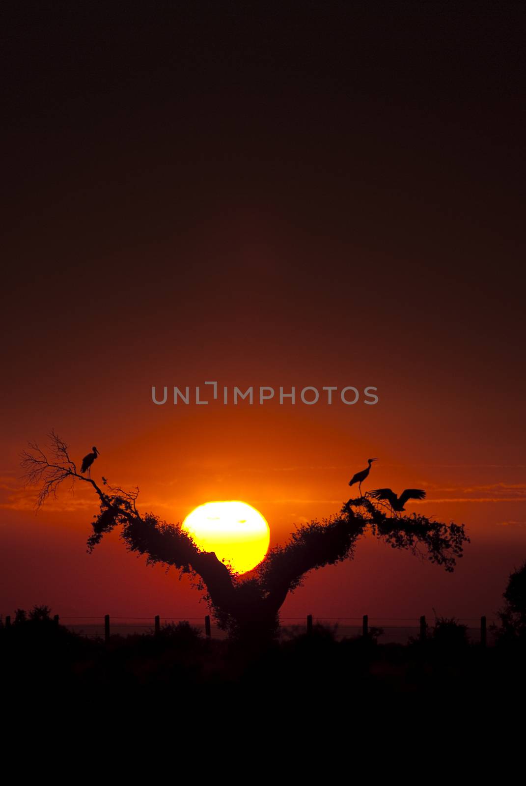 White storks (Ciconia ciconia), perched on an oak at sunset, sil by jalonsohu@gmail.com