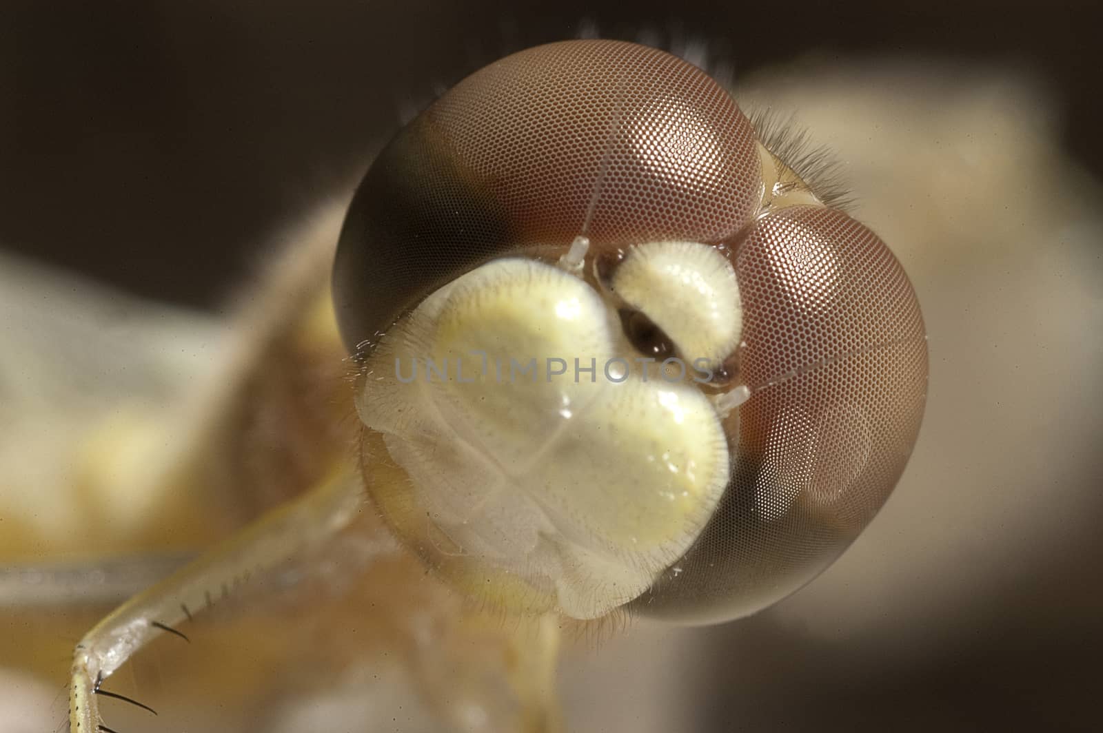 close-up of dragonfly, eyes and mouth