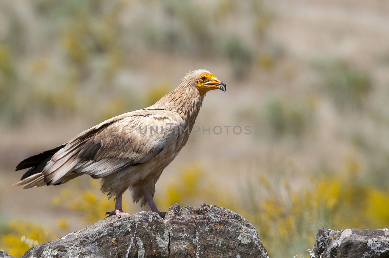 Egyptian Vulture (Neophron percnopterus), spain, portrait perche by jalonsohu@gmail.com