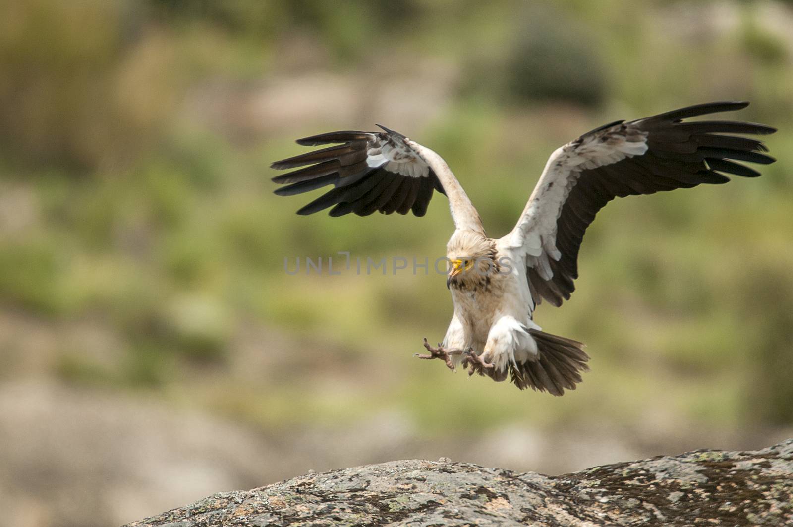 Egyptian Vulture (Neophron percnopterus) flying spain by jalonsohu@gmail.com