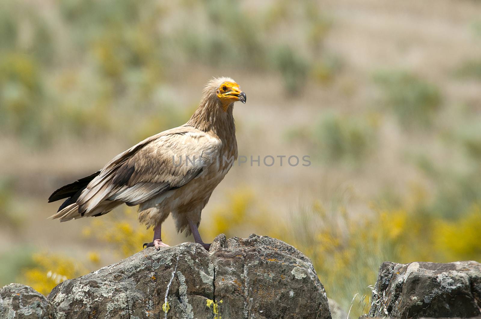 Egyptian Vulture (Neophron percnopterus), spain, portrait perche by jalonsohu@gmail.com