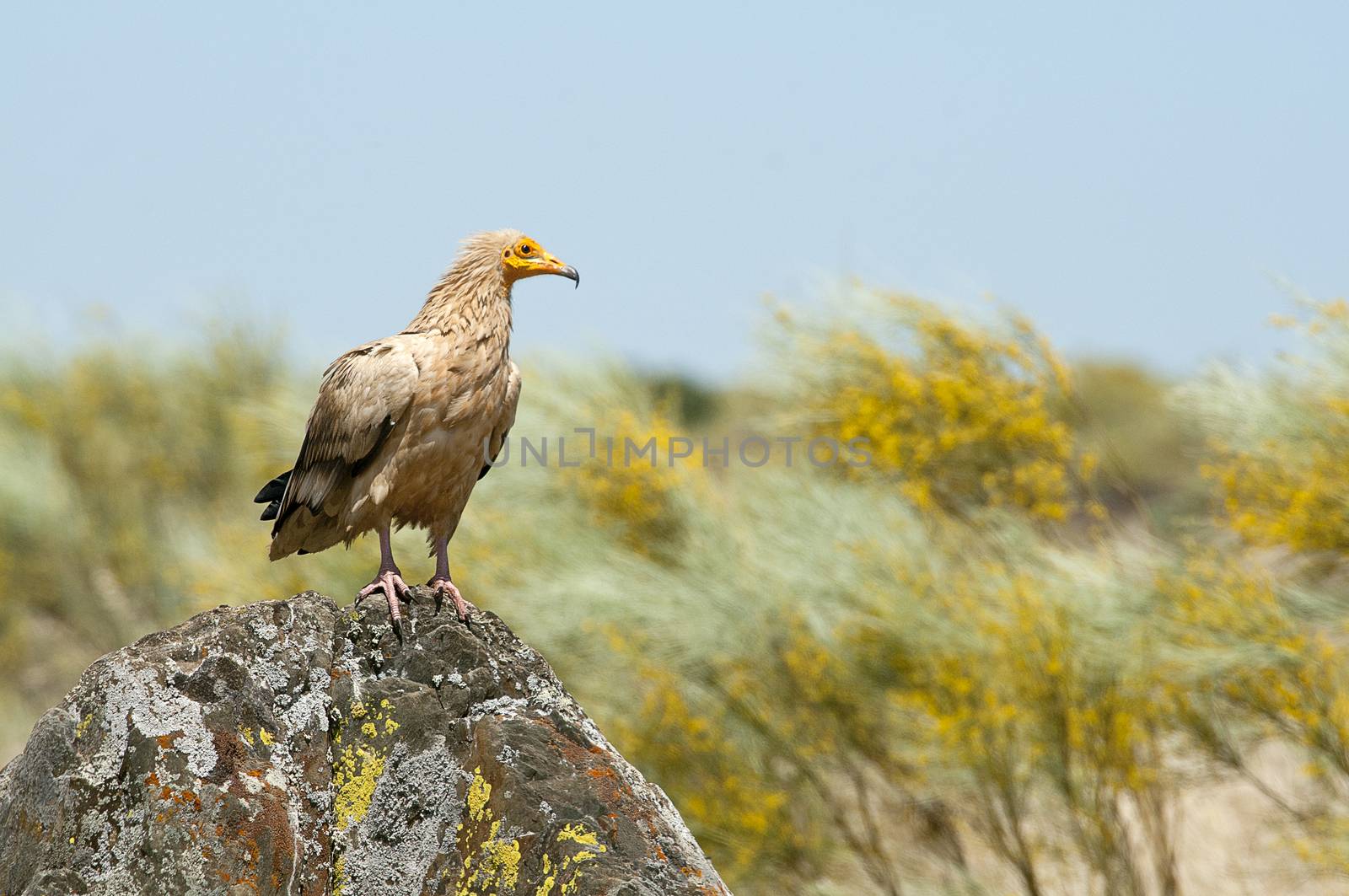 Egyptian Vulture (Neophron percnopterus), spain, portrait perche by jalonsohu@gmail.com