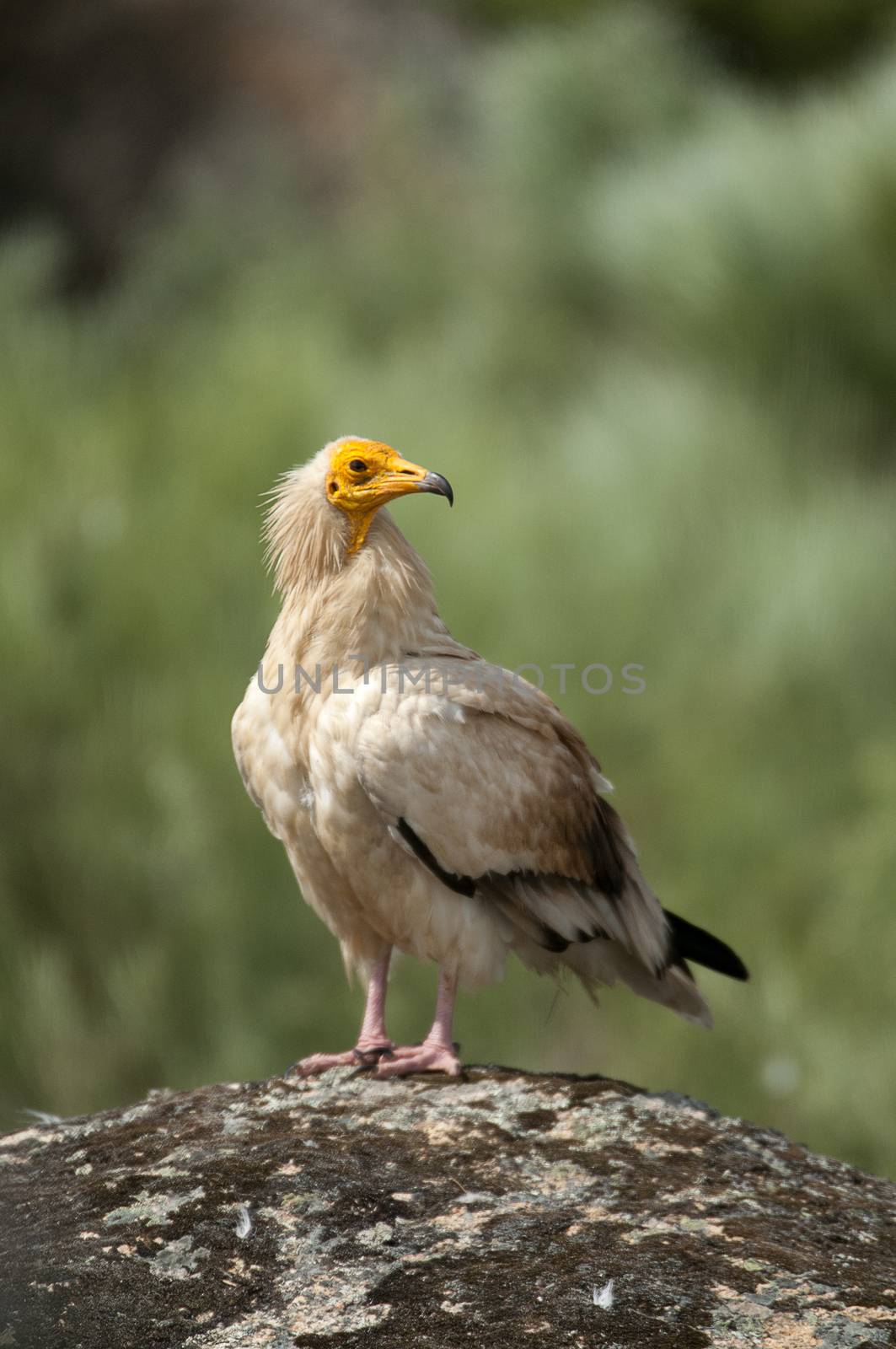 Egyptian Vulture (Neophron percnopterus), spain, portrait perche by jalonsohu@gmail.com