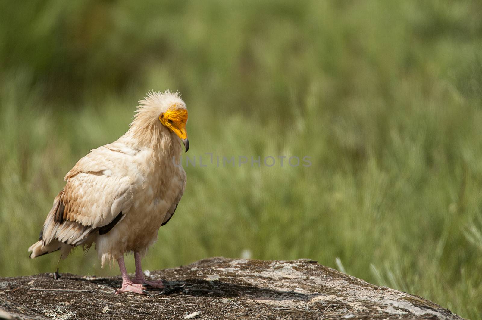 Egyptian Vulture (Neophron percnopterus), spain, portrait perche by jalonsohu@gmail.com