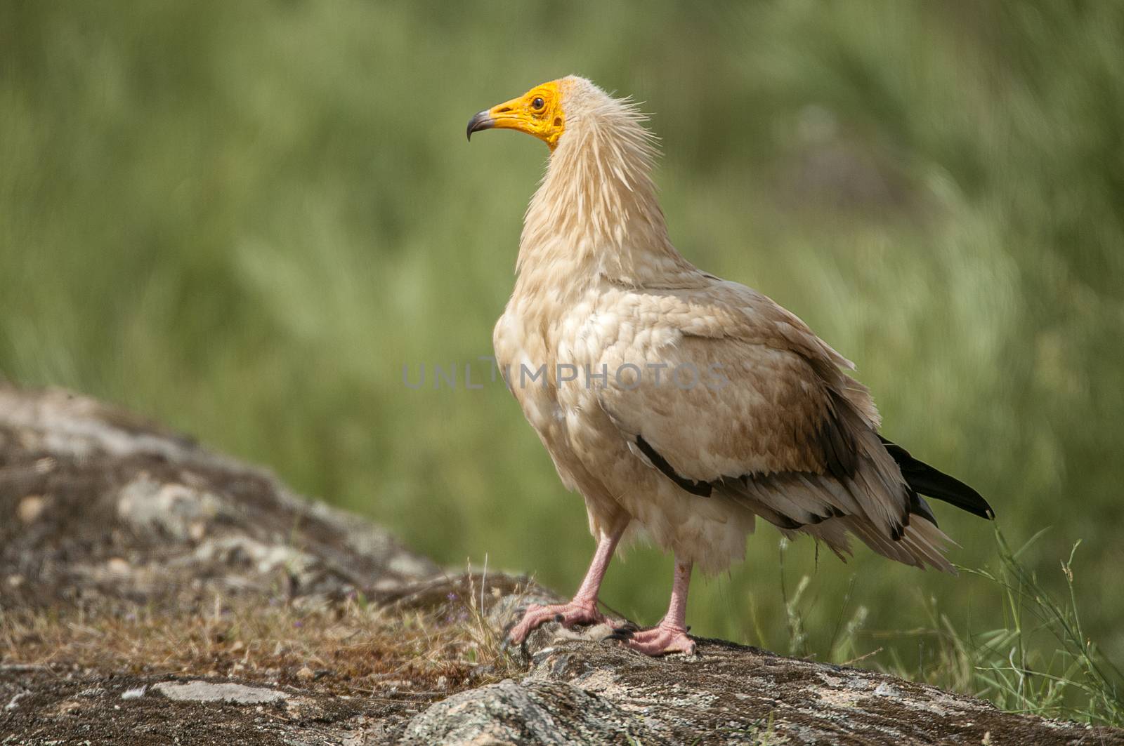 Egyptian Vulture (Neophron percnopterus), spain, portrait perche by jalonsohu@gmail.com