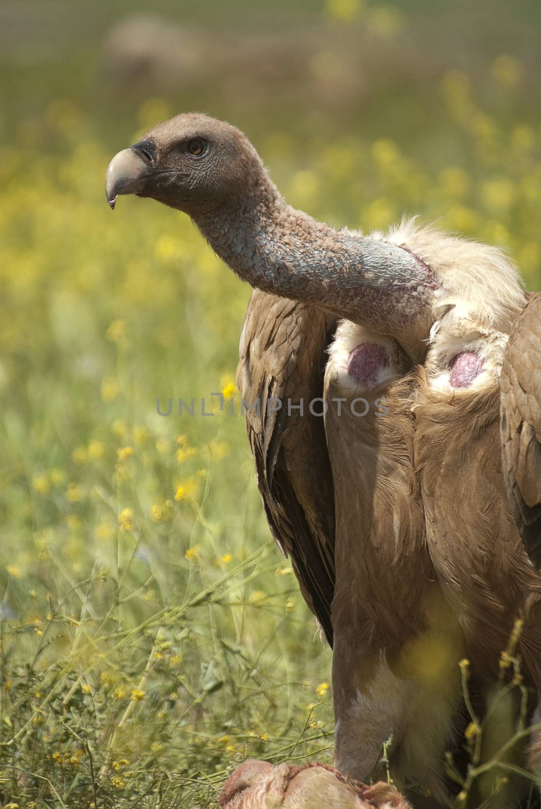 Griffon Vulture (Gyps fulvus) close-up, eyes and beak by jalonsohu@gmail.com