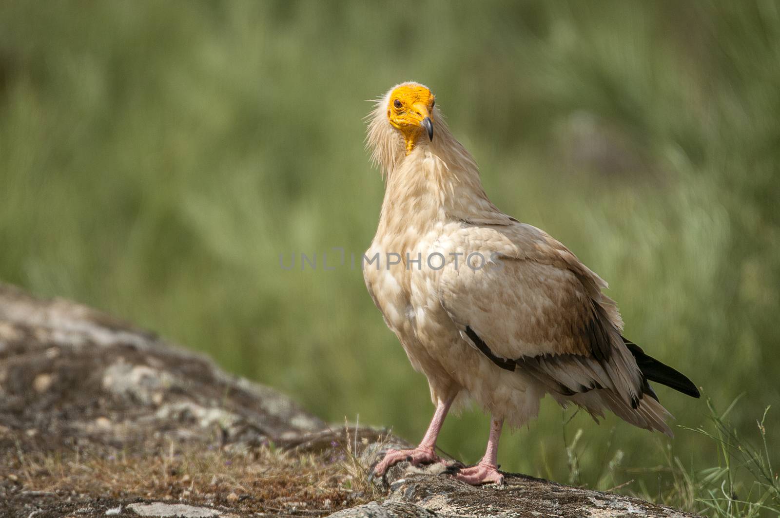 Egyptian Vulture (Neophron percnopterus), spain, portrait perched on rocks