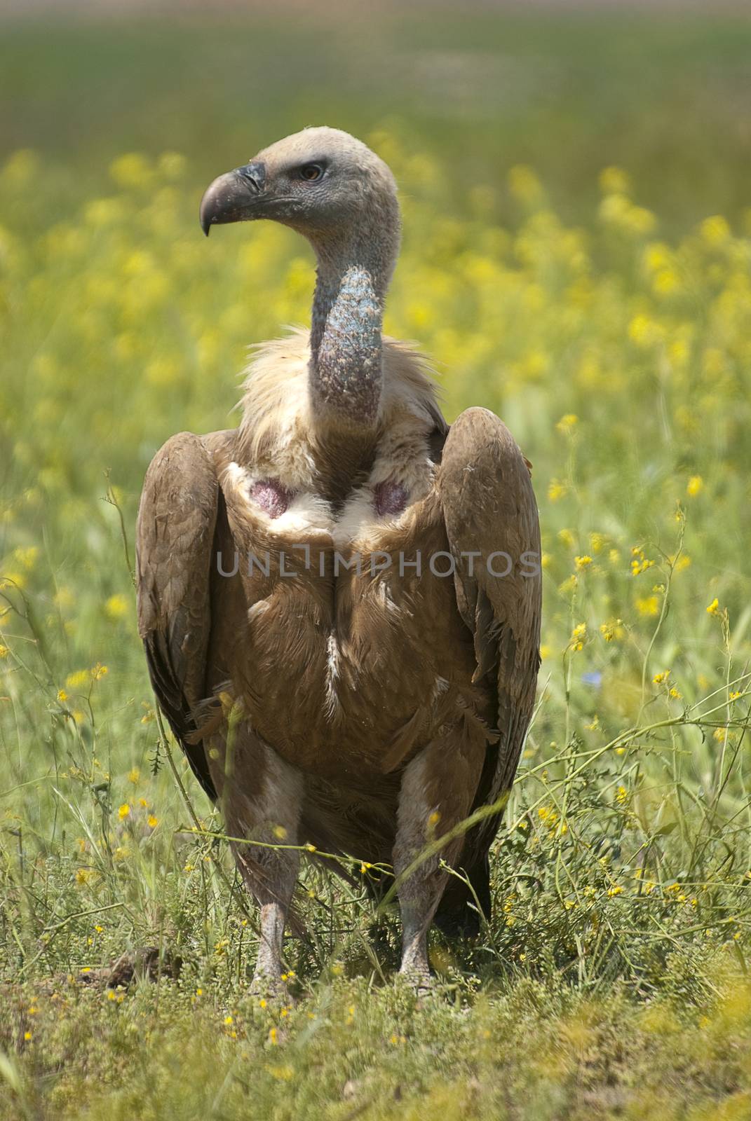 Griffon Vulture (Gyps fulvus) close-up, eyes and beak by jalonsohu@gmail.com