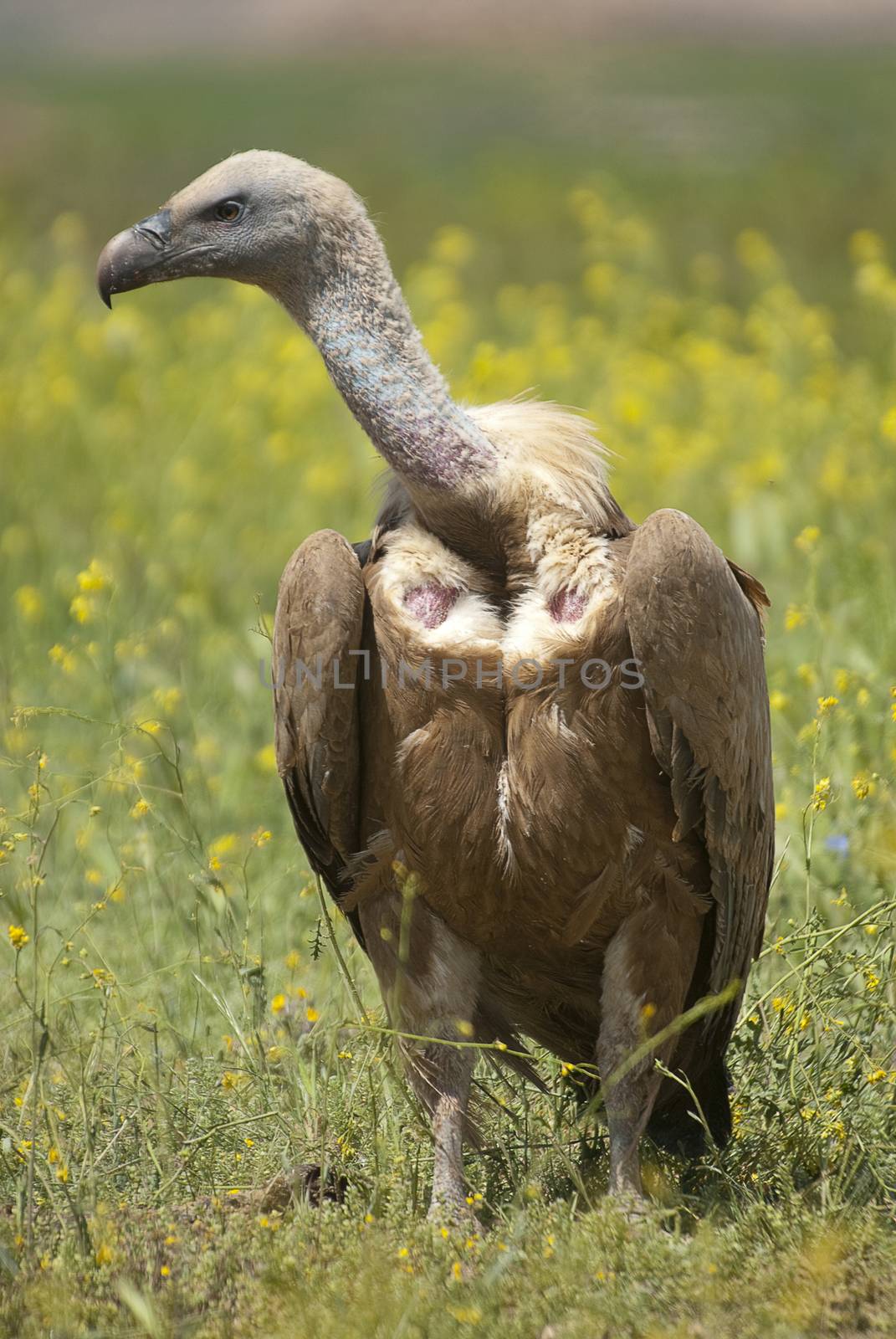 Griffon Vulture (Gyps fulvus) close-up, eyes and beak
