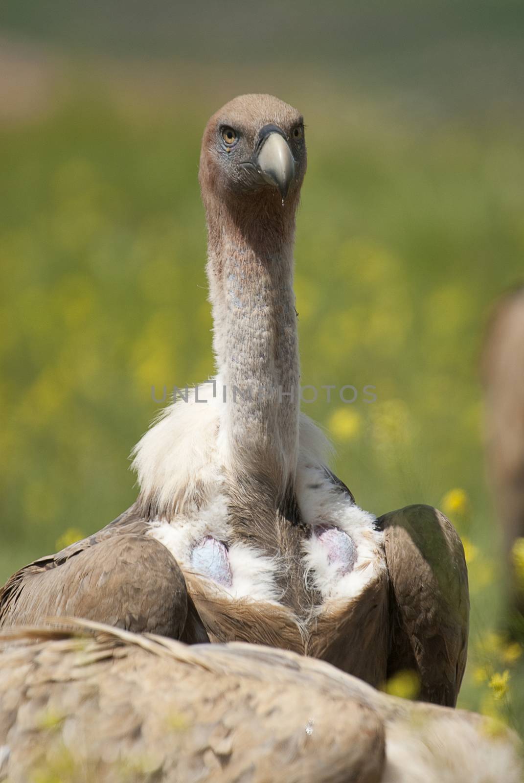 Griffon Vulture (Gyps fulvus) close-up, eyes and beak by jalonsohu@gmail.com