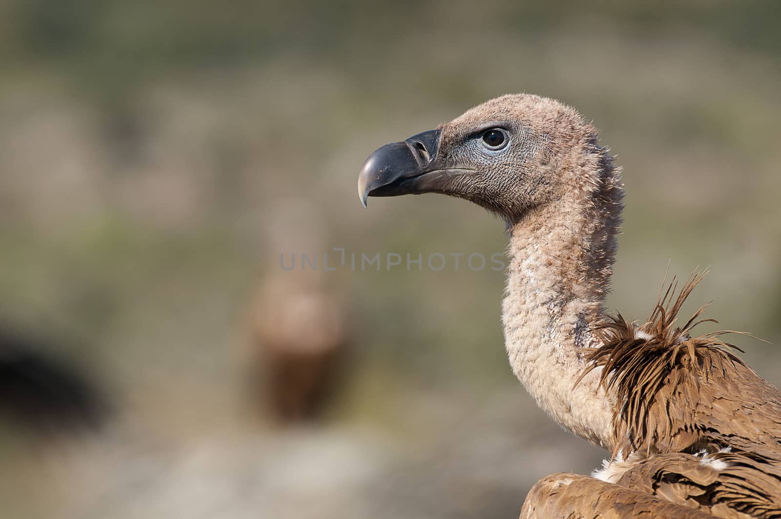 Griffon Vulture (Gyps fulvus) close-up, eyes and beak  by jalonsohu@gmail.com