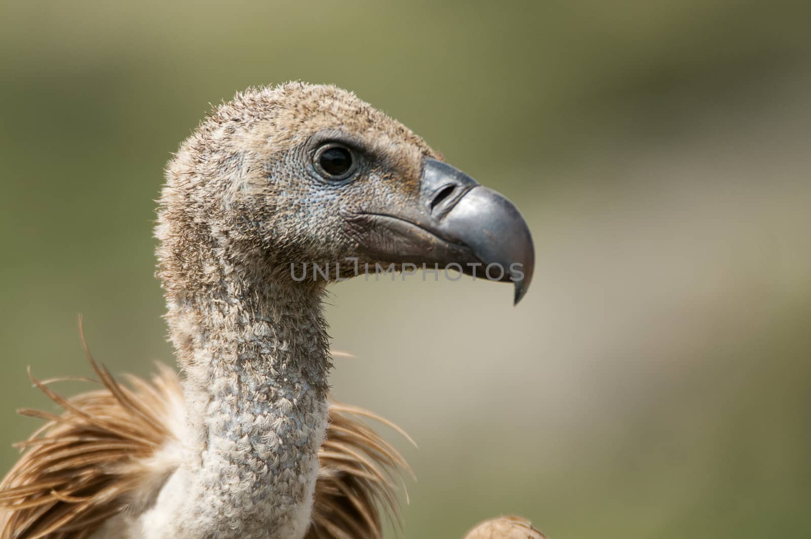 Griffon Vulture (Gyps fulvus) close-up, eyes and beak  by jalonsohu@gmail.com