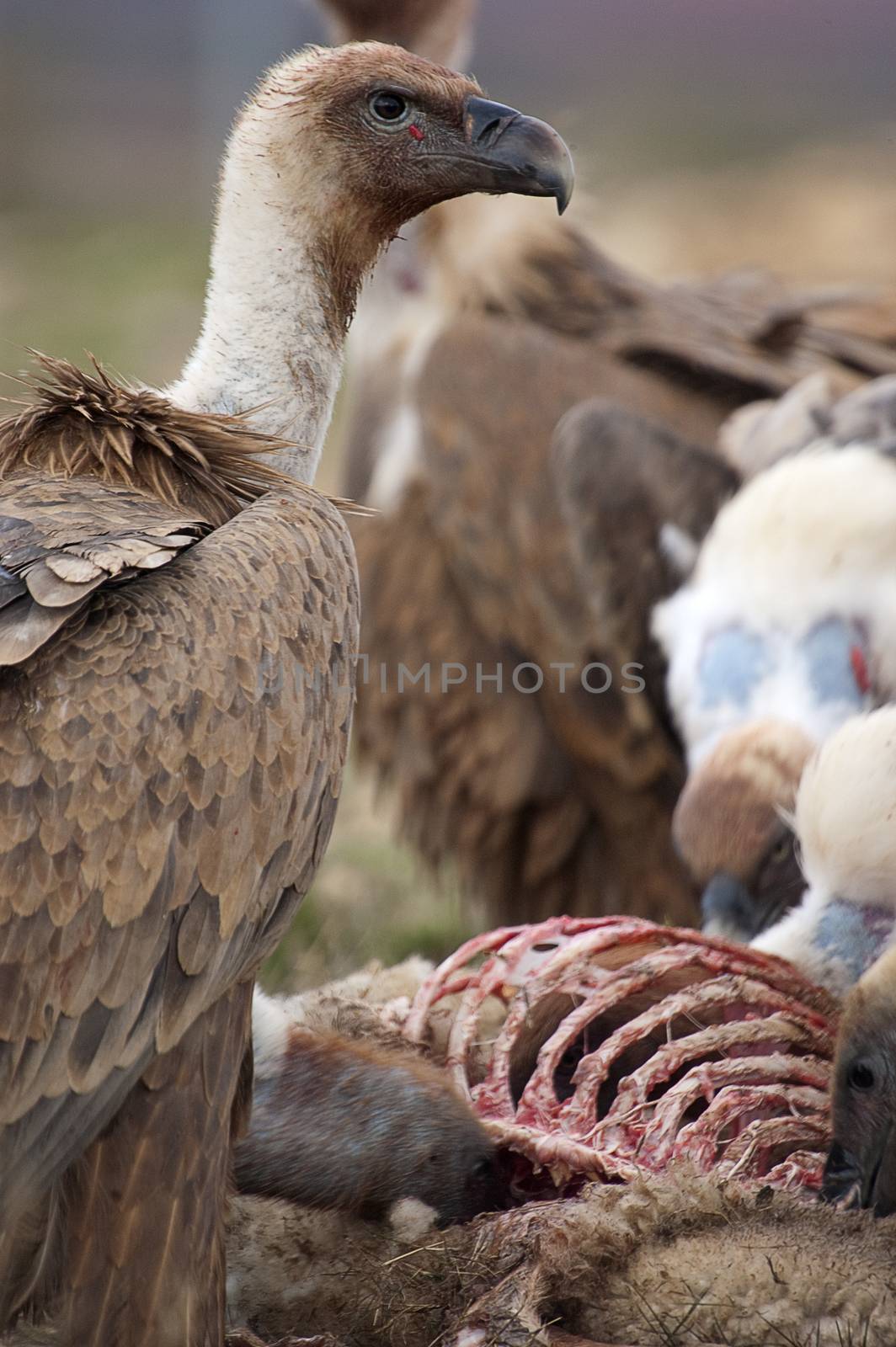Griffon Vulture (Gyps fulvus) eating carrion, bones and meat