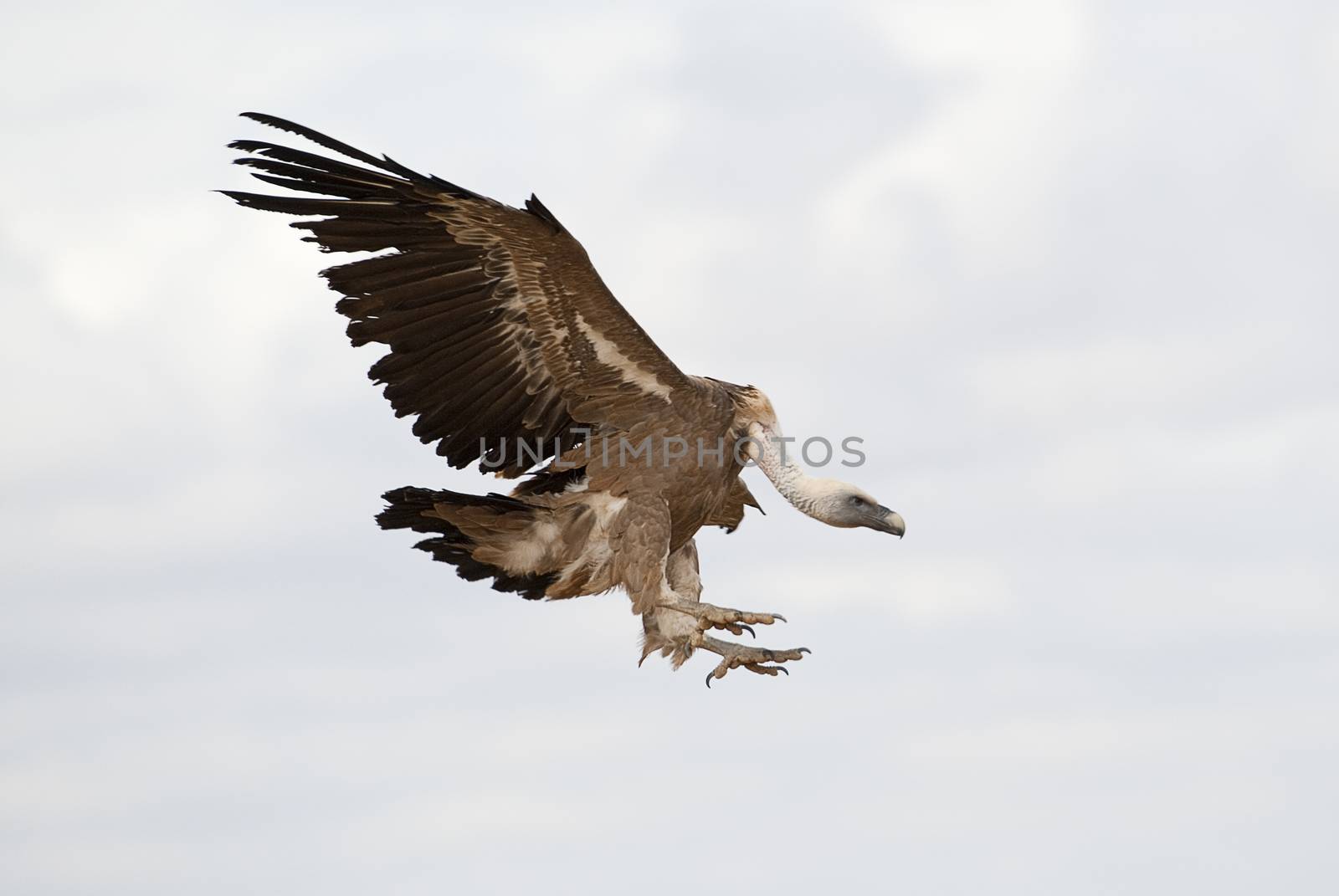 Griffon Vulture (Gyps fulvus) flying in central, clouds and blue sky