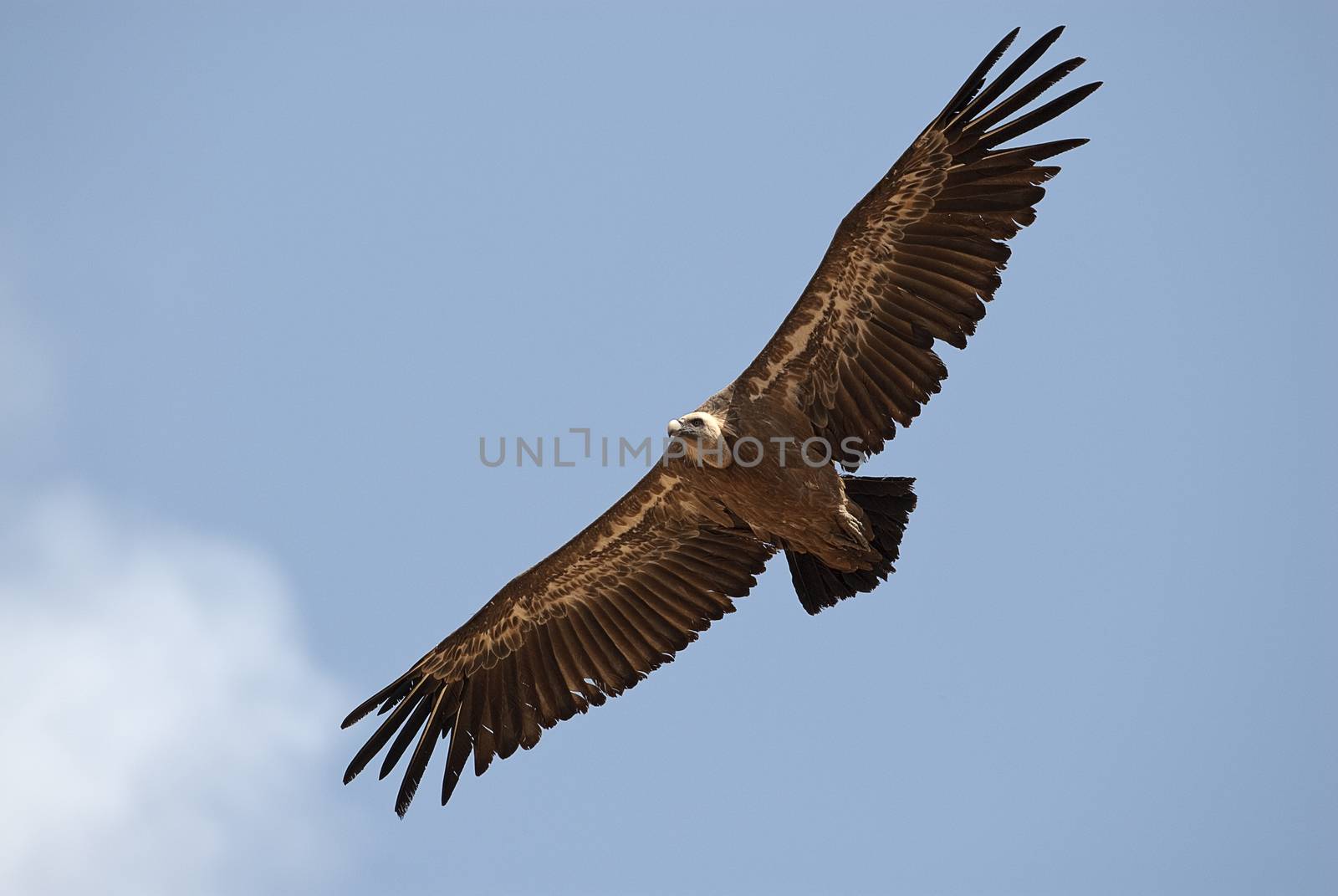 Griffon Vulture (Gyps fulvus) flying in central, clouds and blue by jalonsohu@gmail.com