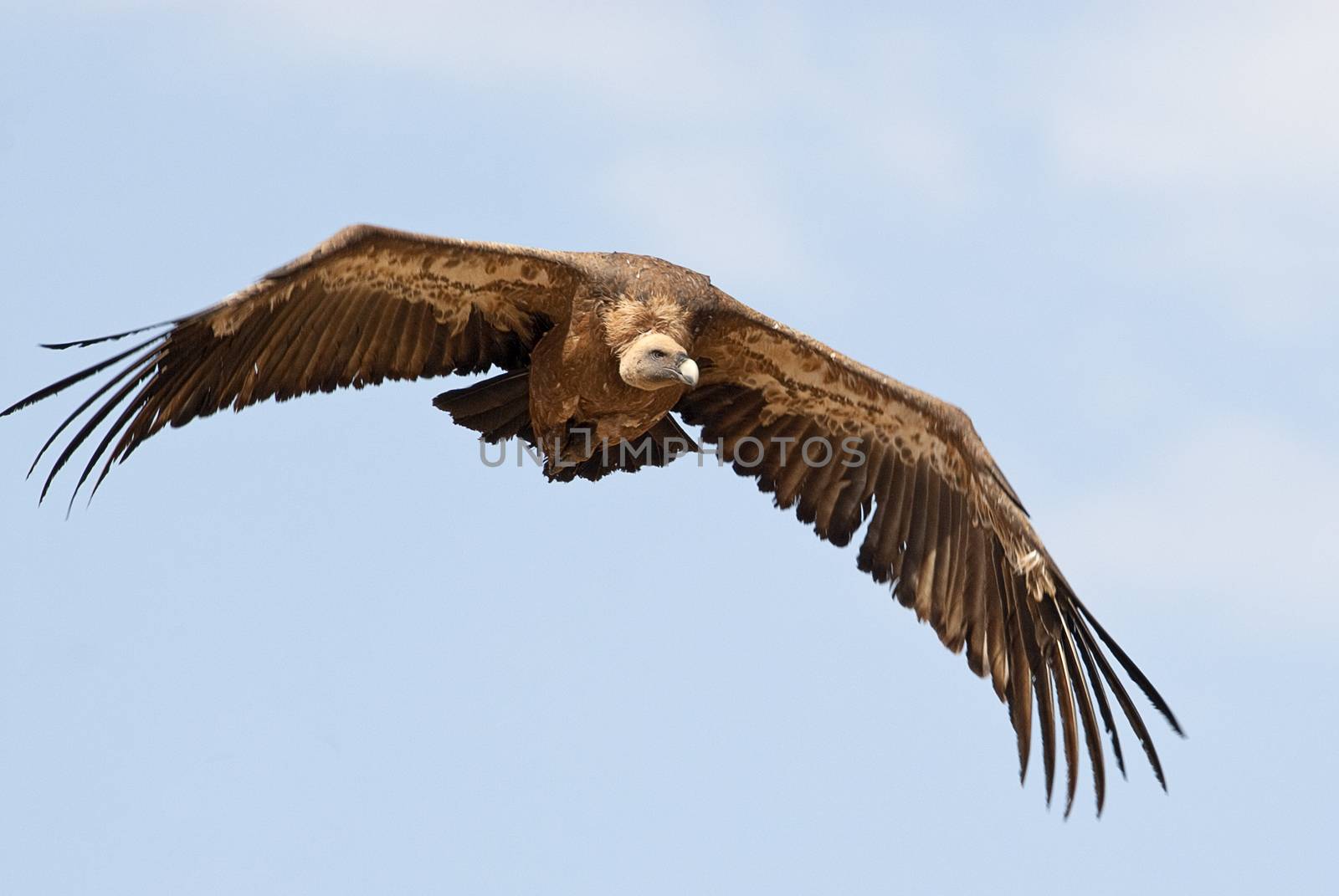 Griffon Vulture (Gyps fulvus) flying in central, clouds and blue sky