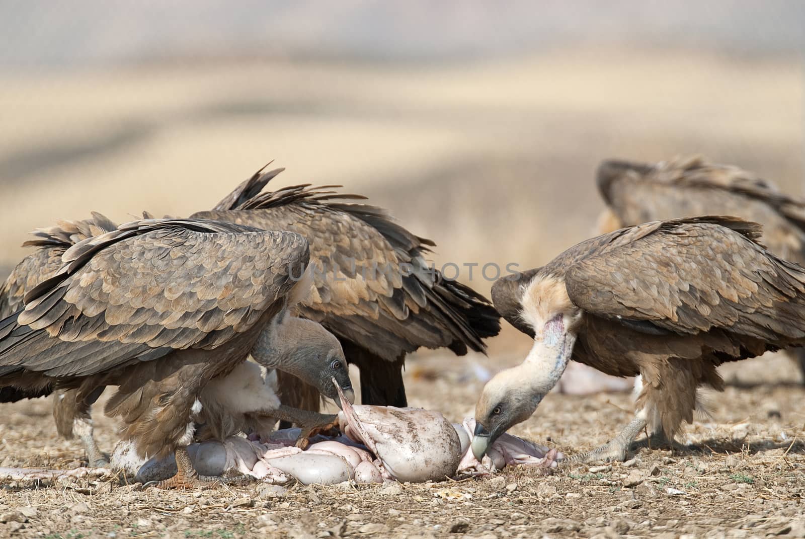 Griffon Vulture (Gyps fulvus) Group eating carrion,birds raptors, Spain