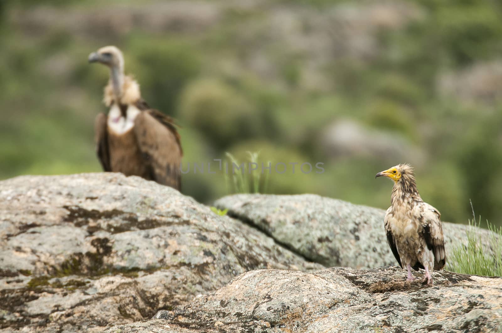 Griffon Vulture (Gyps fulvus) Egyptian Vulture (Neophron percnopterus), carrion birds, Spain