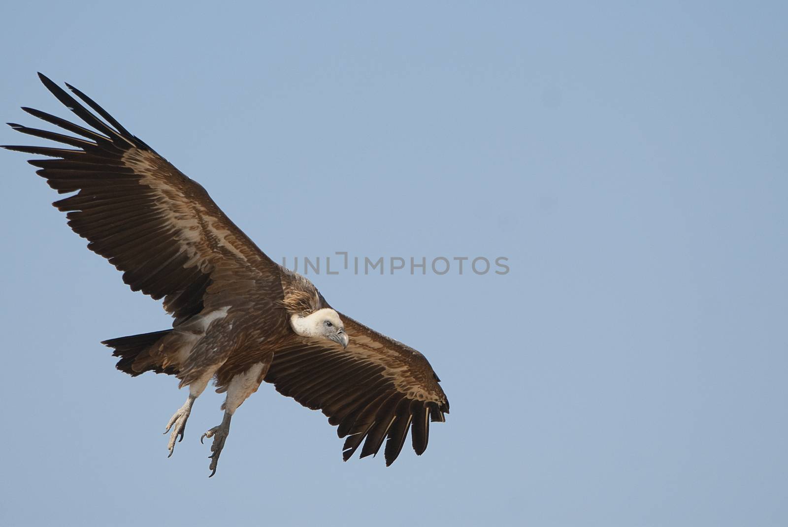 Griffon Vulture (Gyps fulvus) flying in central, clouds and blue by jalonsohu@gmail.com