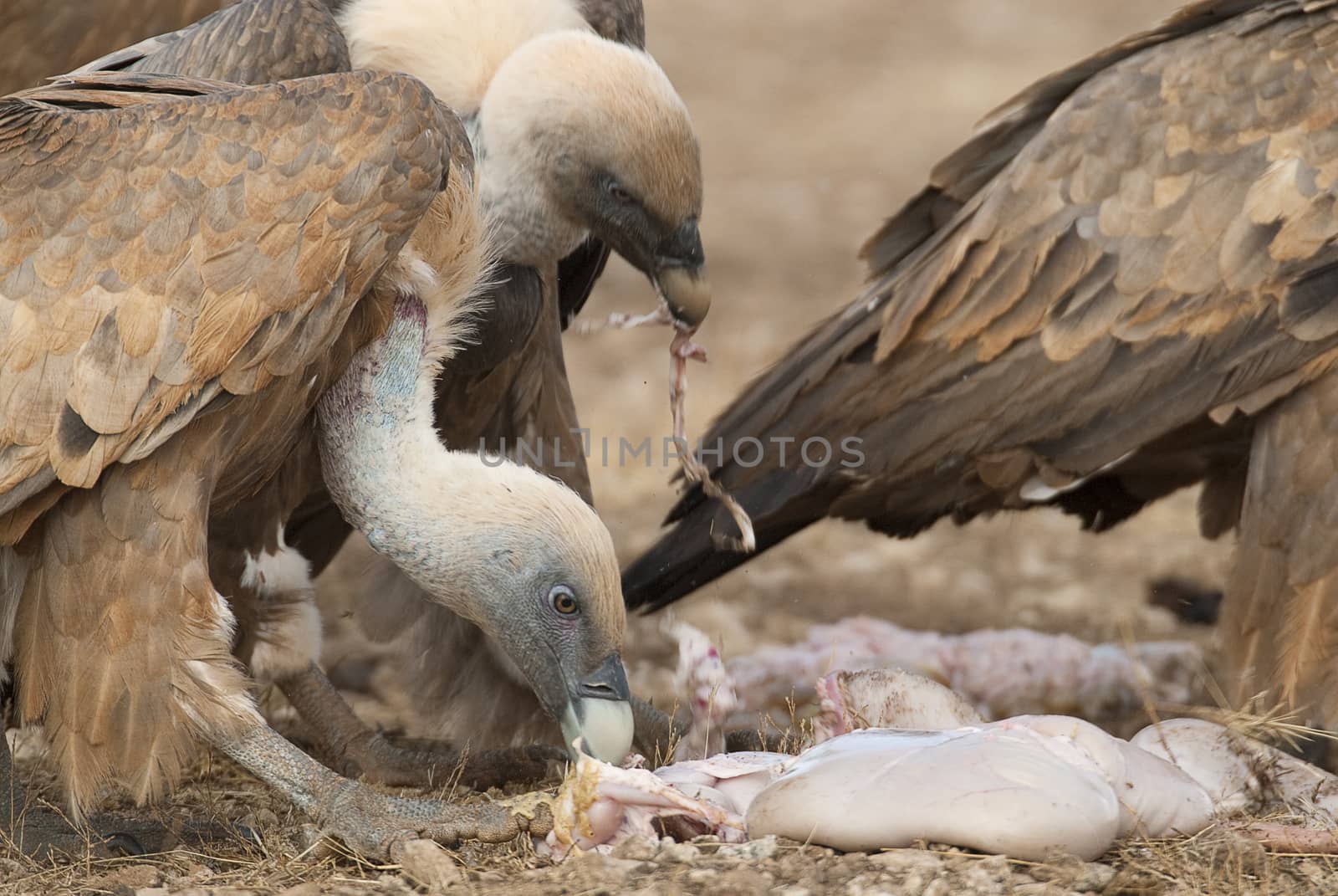 Griffon Vulture (Gyps fulvus) Group eating carrion,birds raptors, Spain