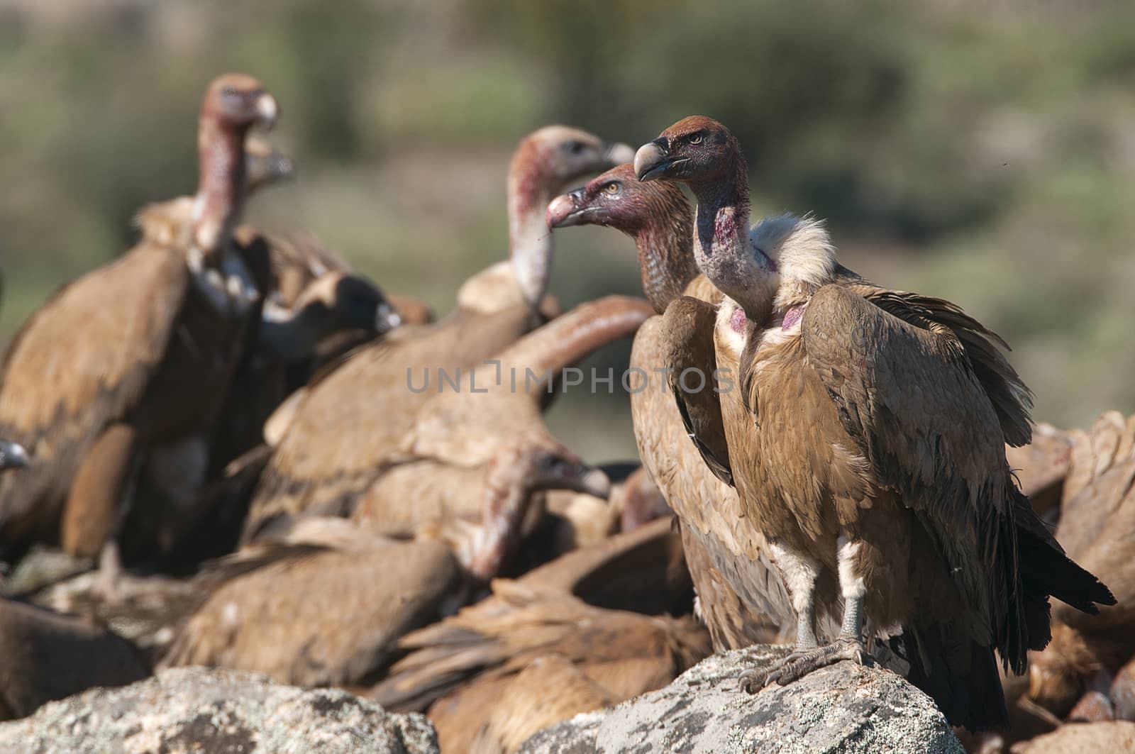 Griffon Vulture (Gyps fulvus) Group perched on rocks by jalonsohu@gmail.com