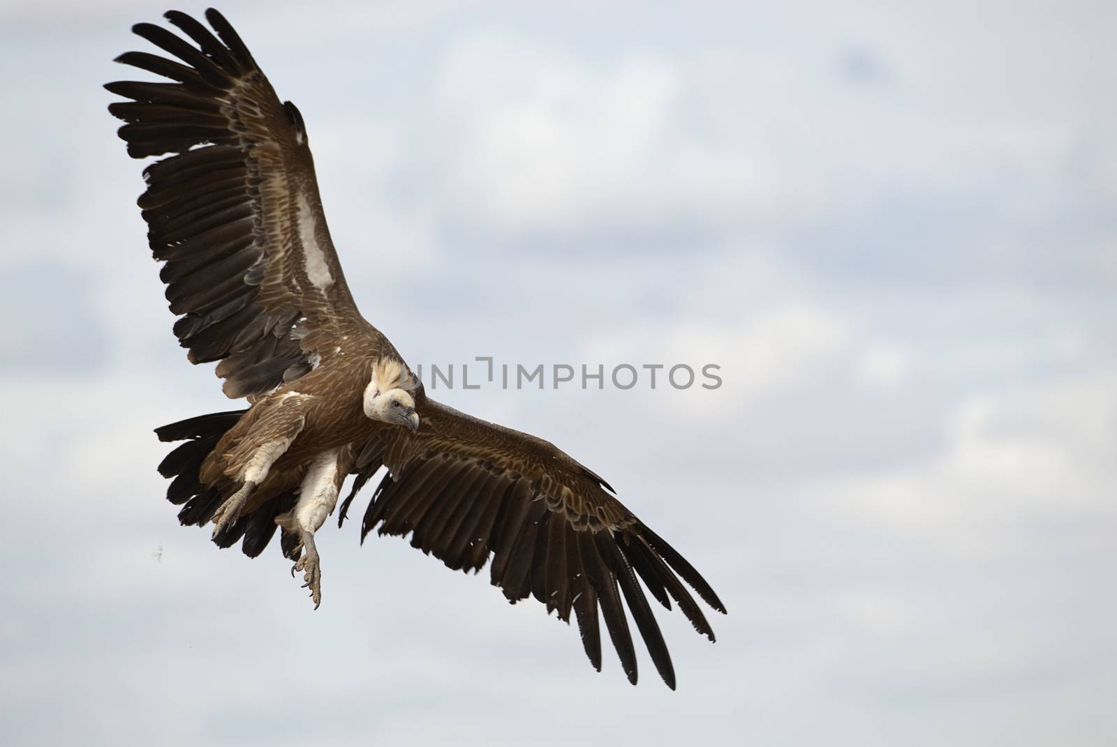 Griffon Vulture (Gyps fulvus) flying in central, clouds and blue by jalonsohu@gmail.com