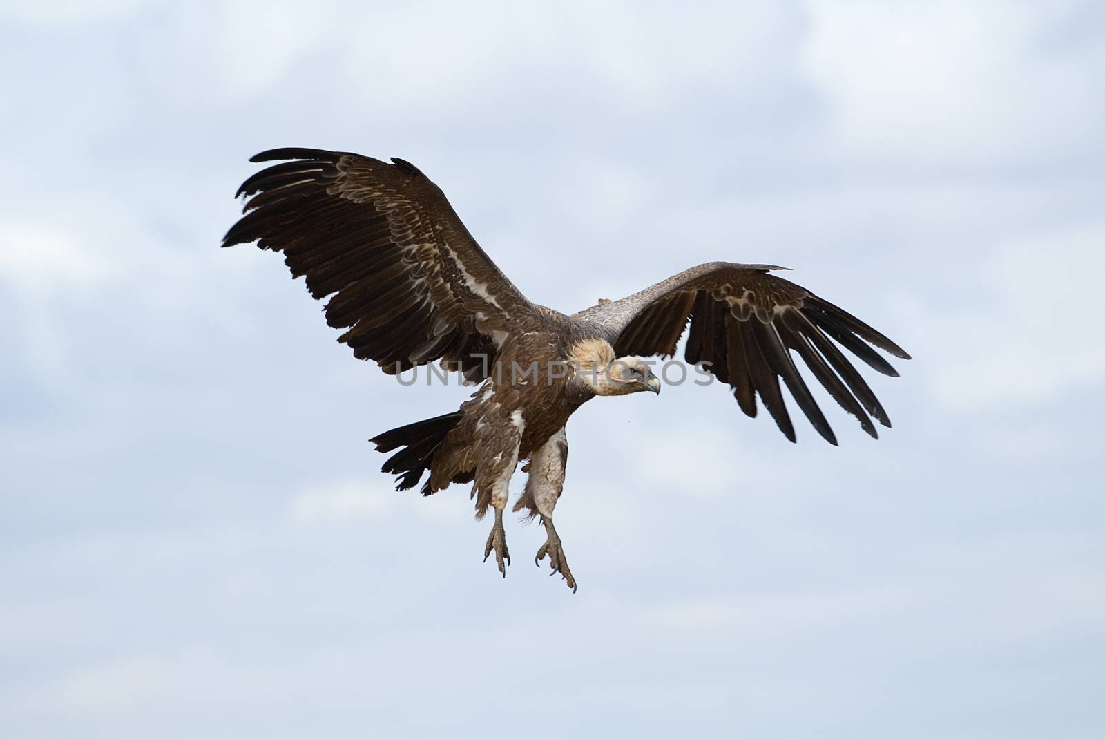 Griffon Vulture (Gyps fulvus) flying in central, clouds and blue sky